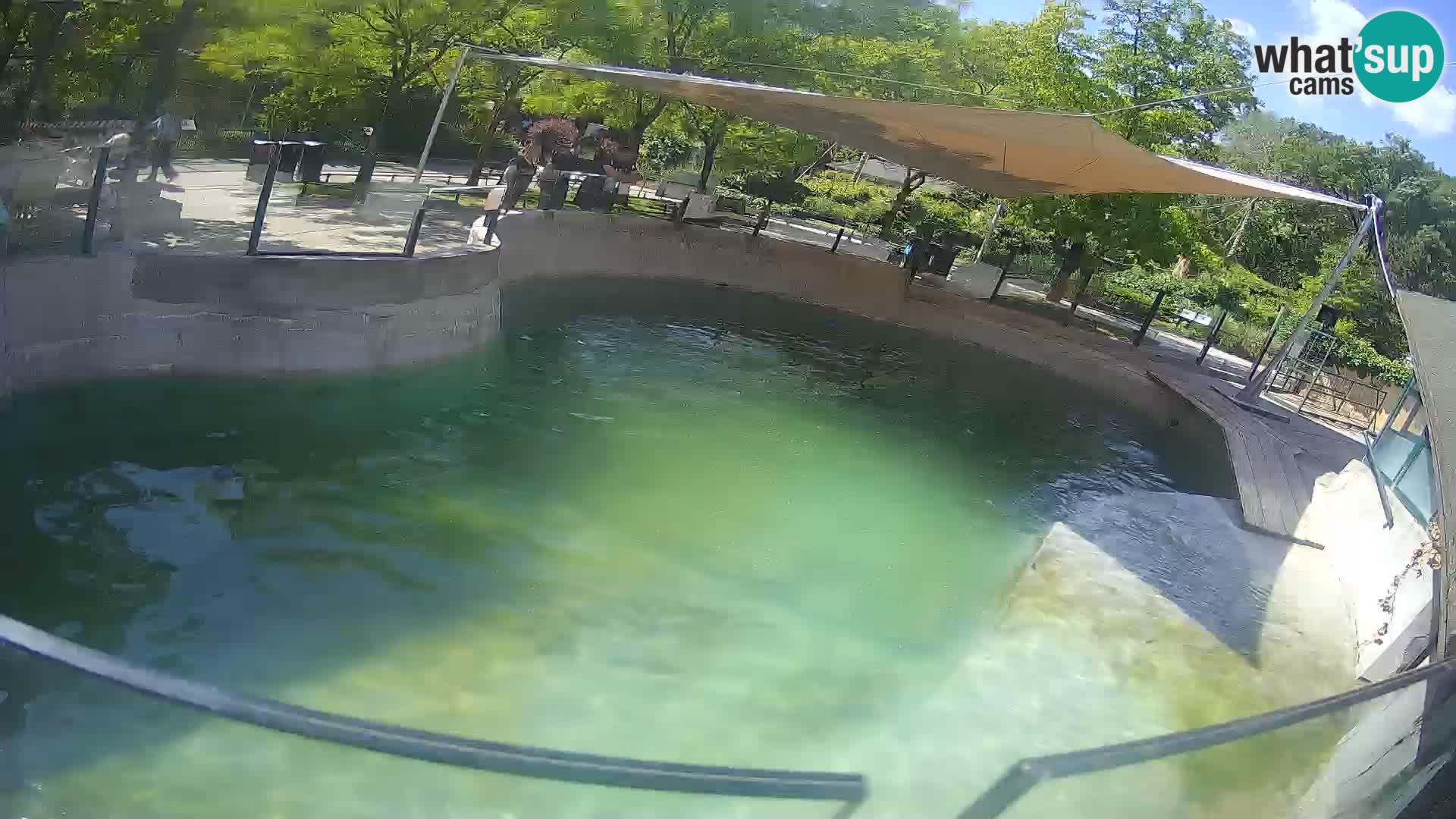 Zoo Zagreb – Kalifornijski morski lav