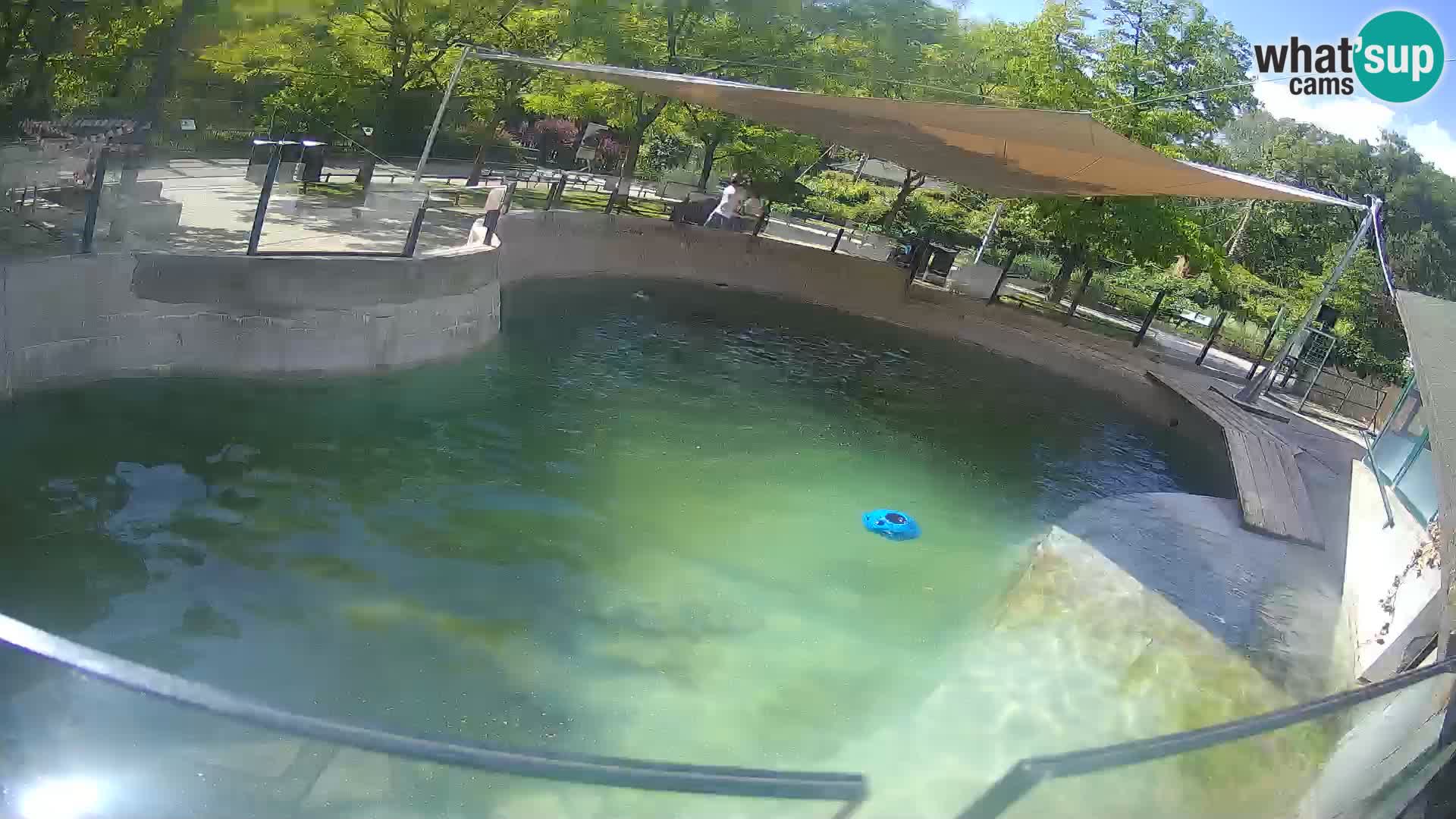Zoo Zagreb – Kalifornischer Seelöwe
