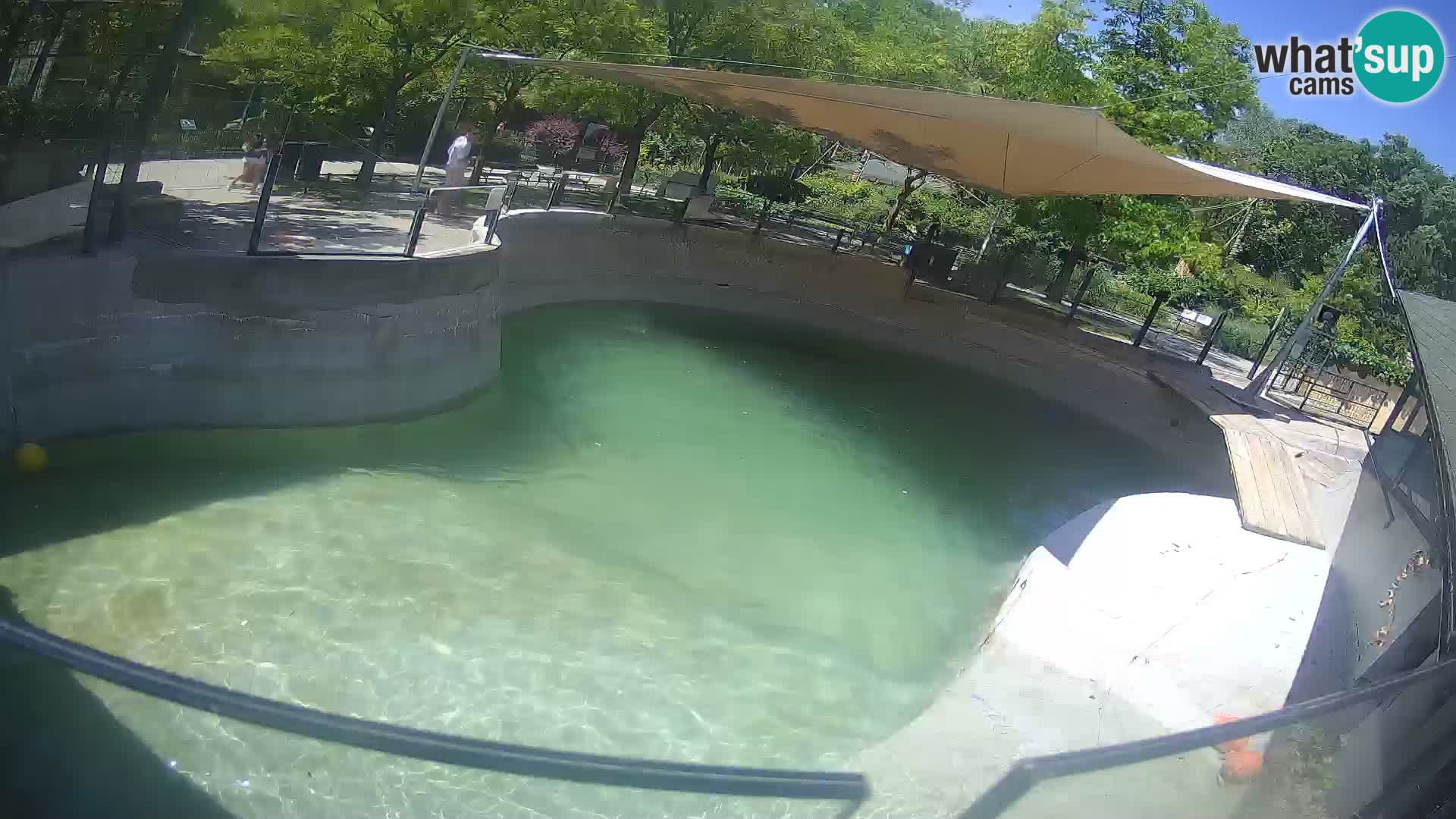 Zoo Zagreb – California Sea Lion