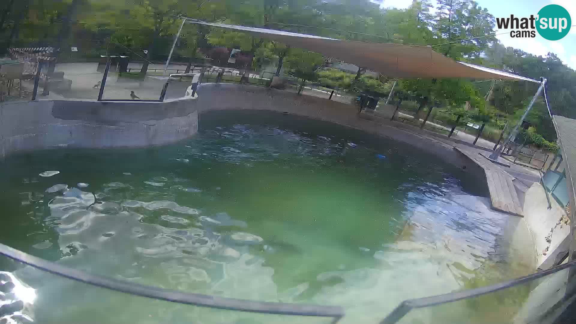 Zoo Zagreb –  León marino de California
