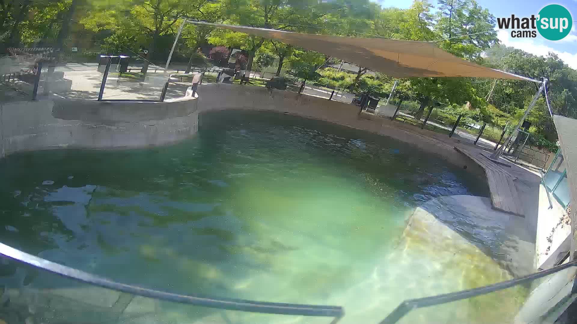 Zoo Zagreb – California Sea Lion