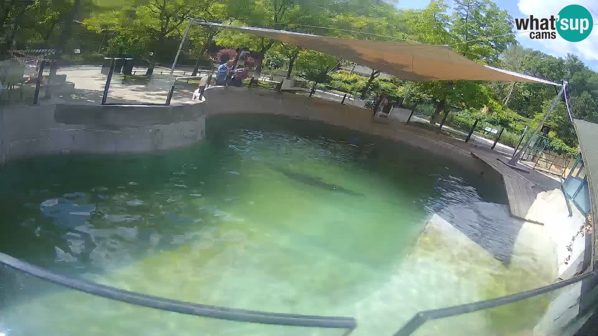 Zoo Zagreb – Kalifornijski morski lev