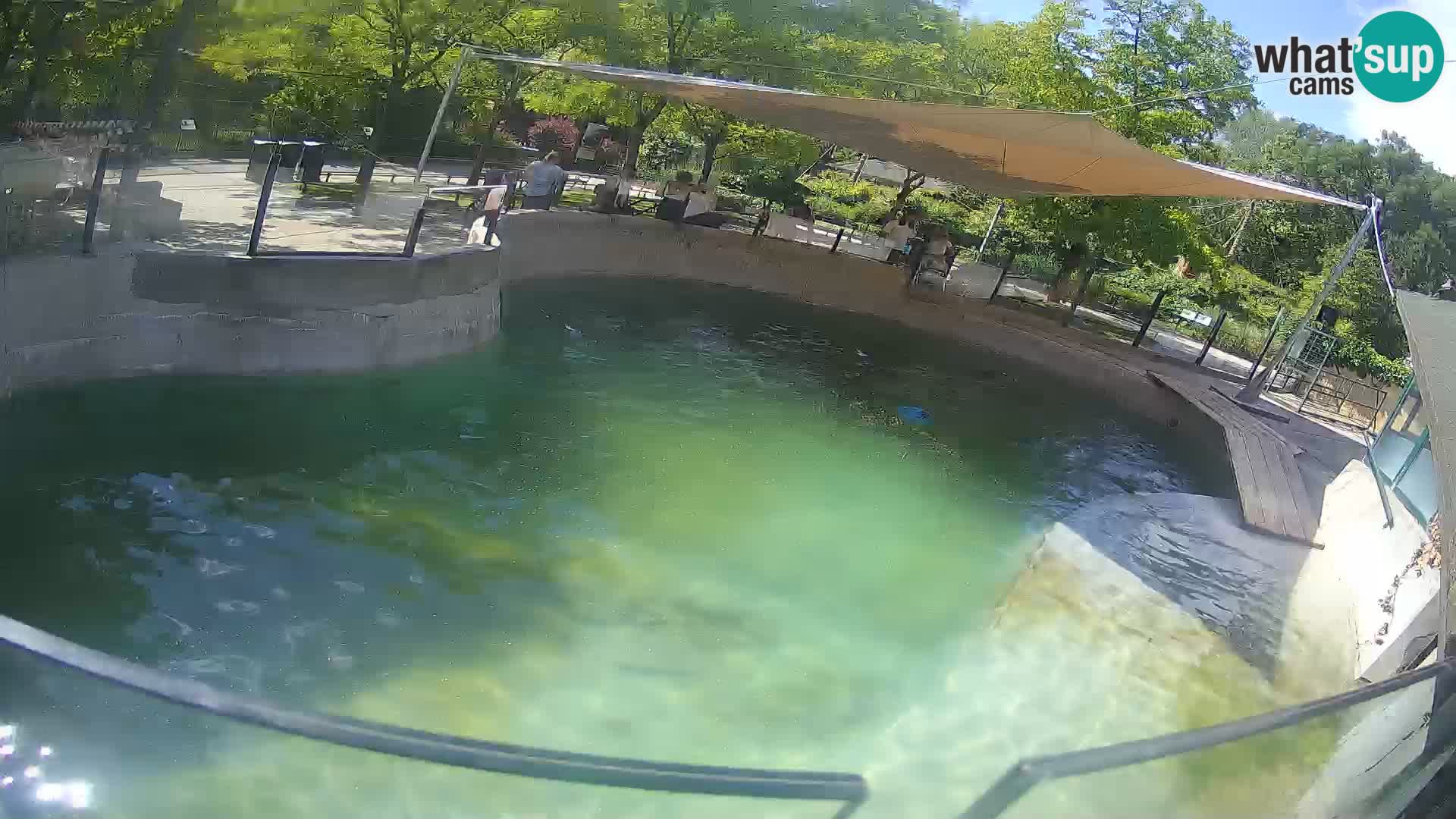 Zoo Zagreb – Kalifornijski morski lev