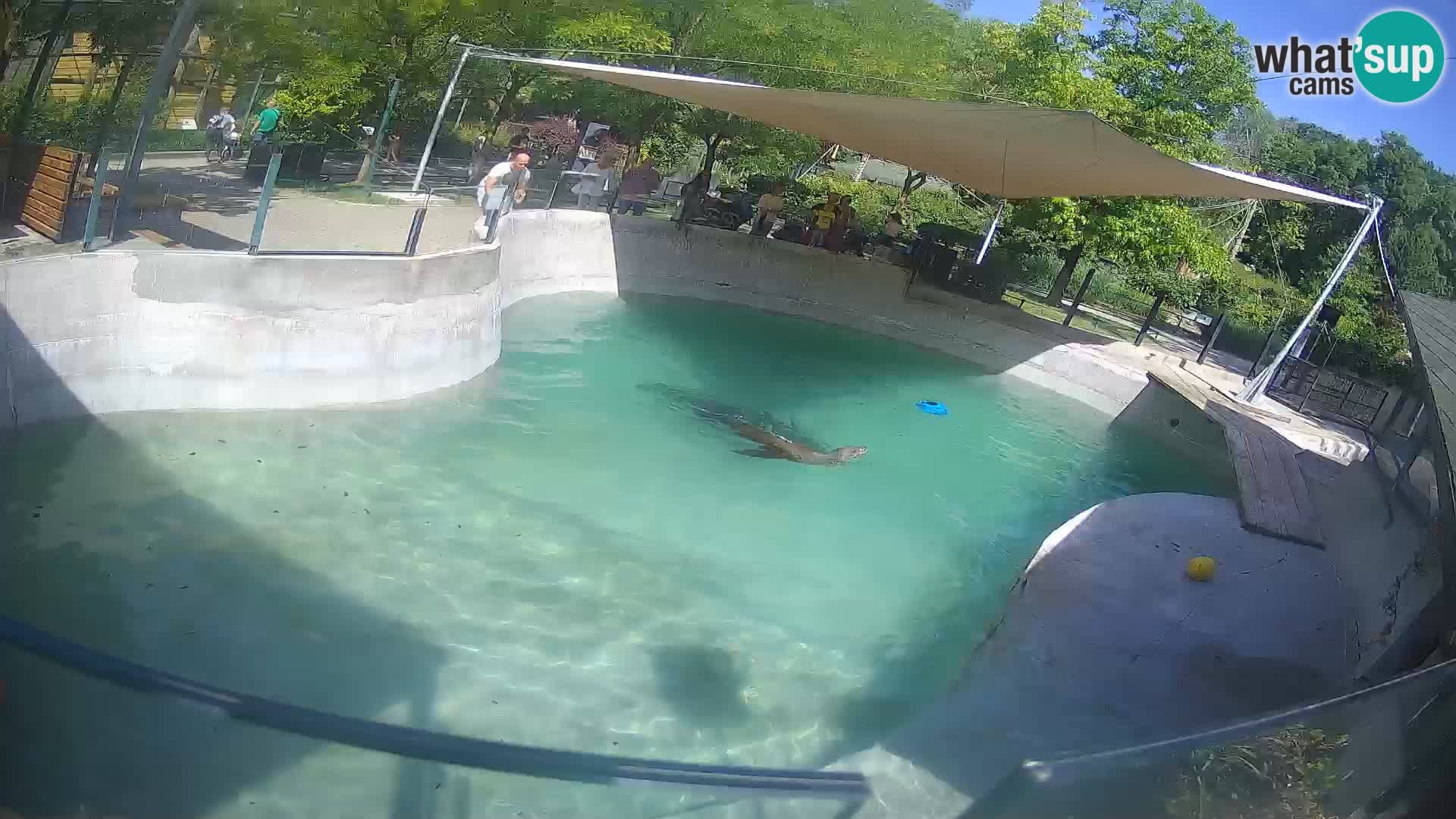 Zoo Zagreb – Otaria della California