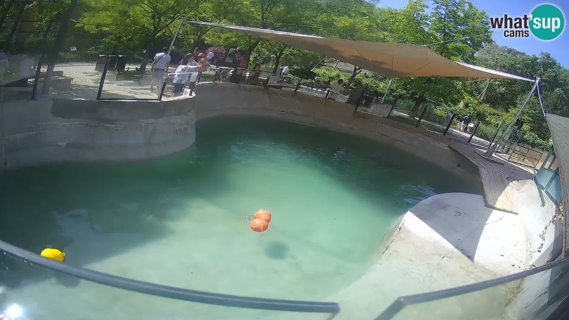 Zoo Zagreb – Otaria della California