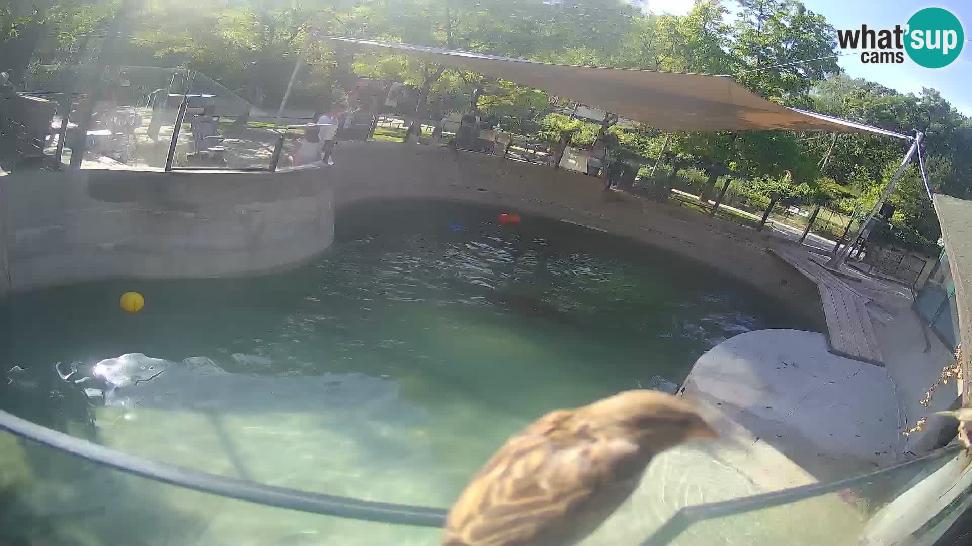 Zoo Zagreb – California Sea Lion
