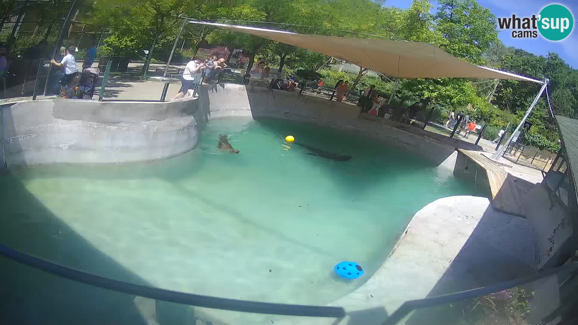 Zoo Zagreb – California Sea Lion