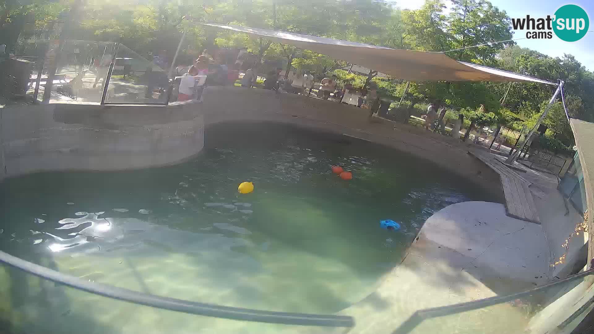 Zoo Zagreb – Kalifornijski morski lav