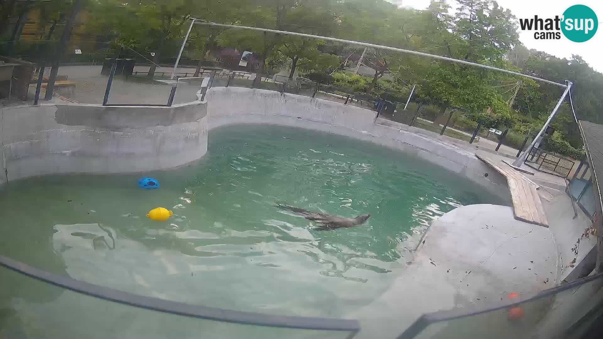 Zoo Zagreb – Kalifornijski morski lev