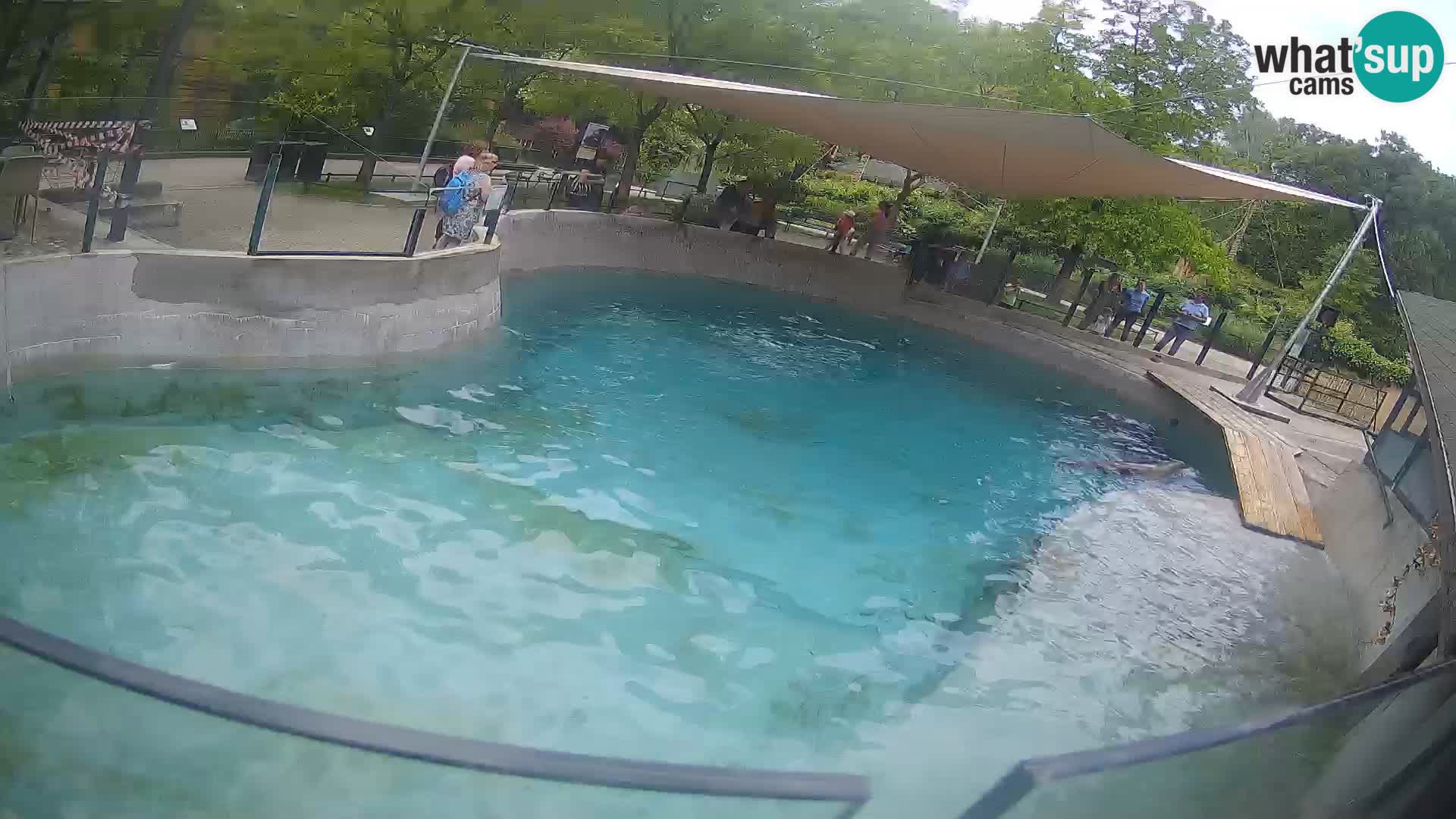 Zoo Zagreb – California Sea Lion
