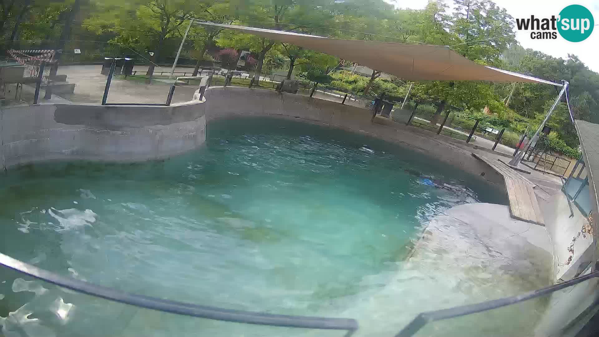 Zoo Zagreb –  León marino de California