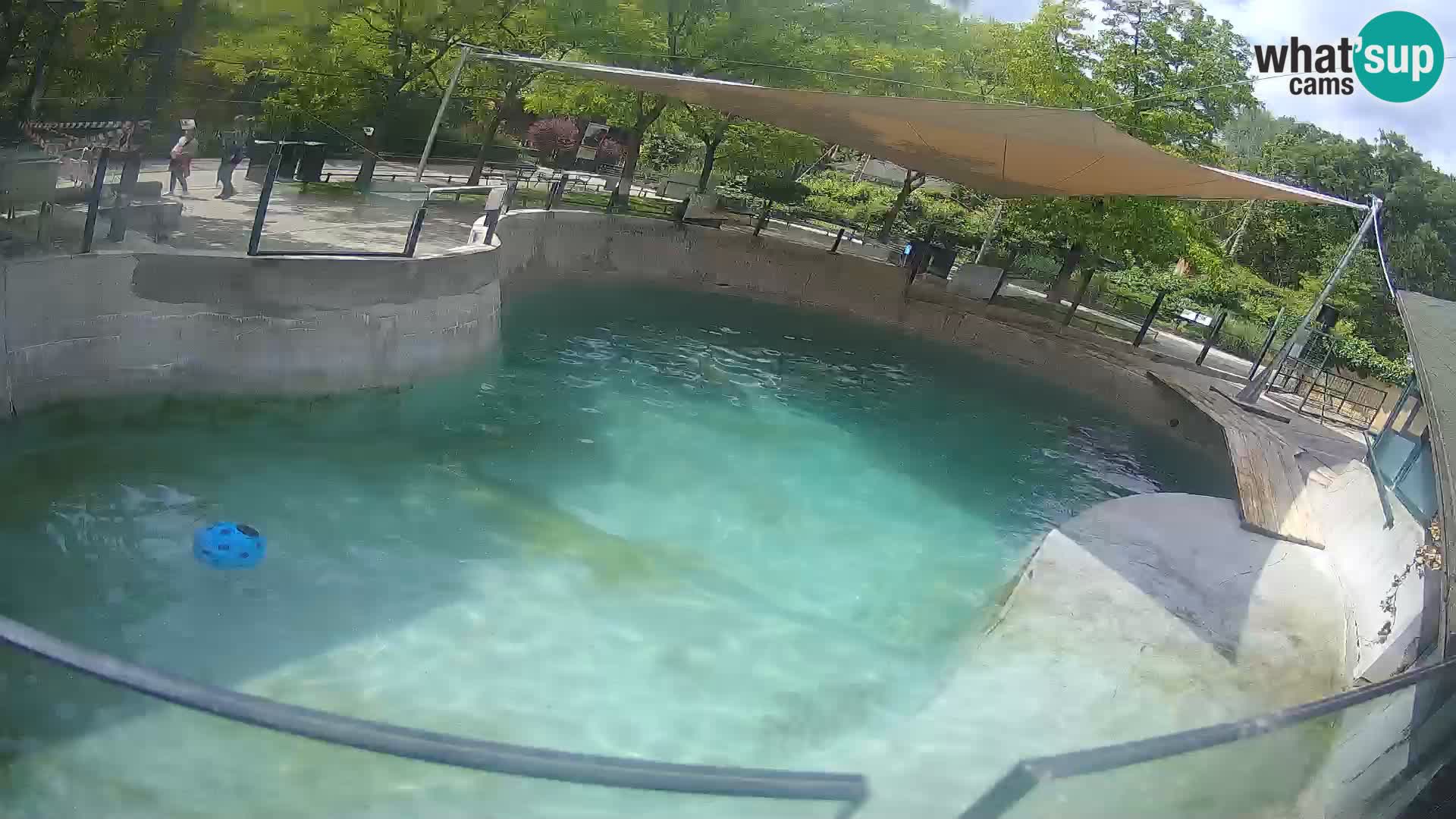 Zoo Zagreb – California Sea Lion