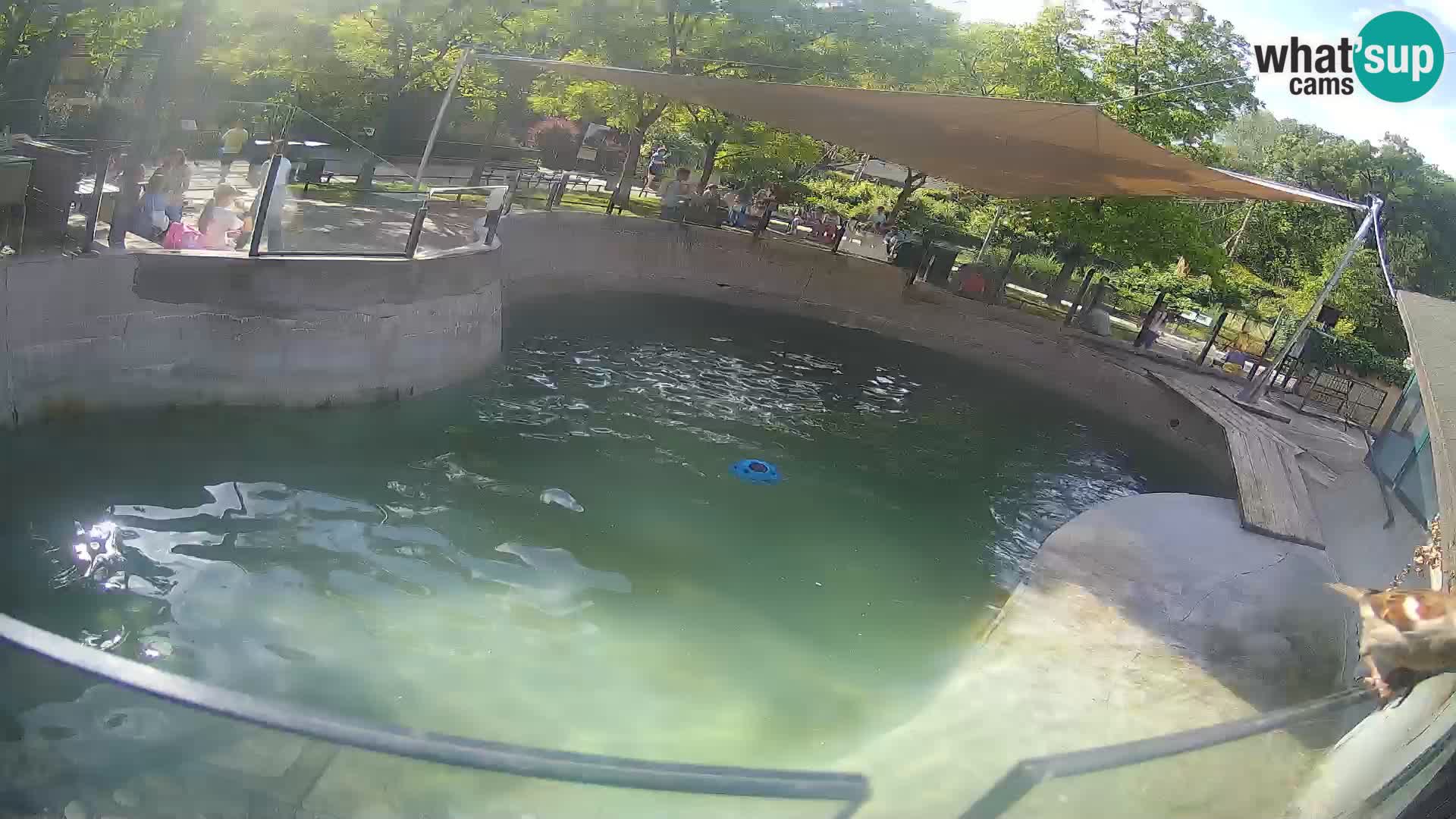 Zoo Zagreb – California Sea Lion