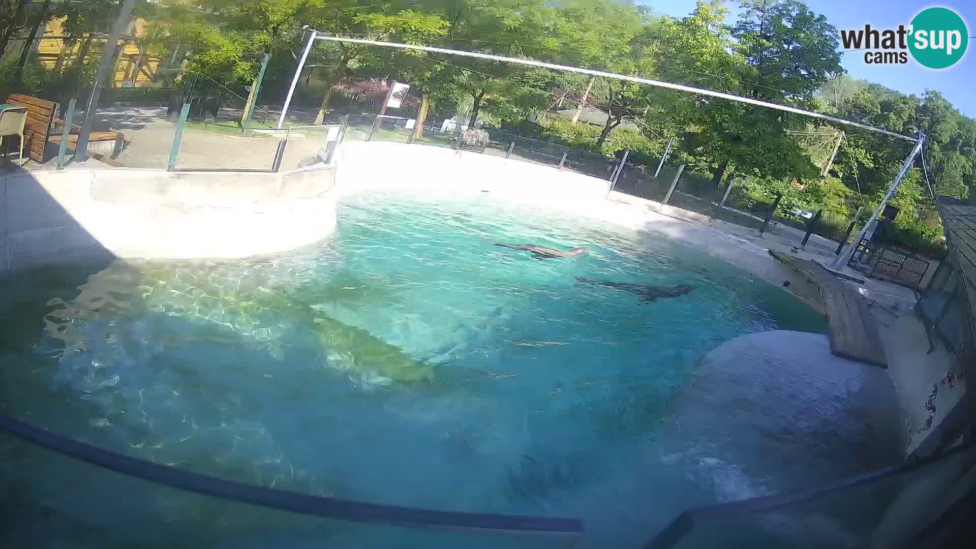 Zoo Zagreb – California Sea Lion