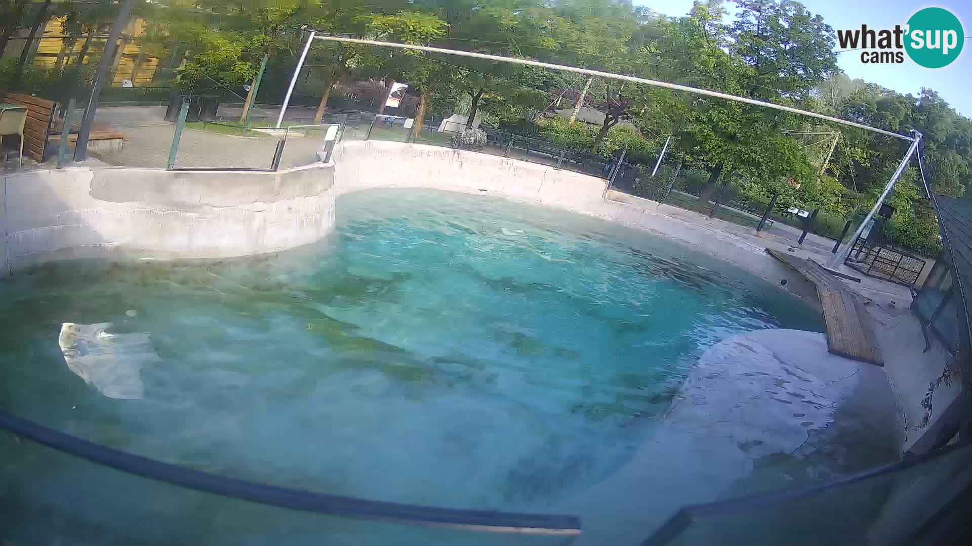 Zoo Zagreb – Kalifornijski morski lav