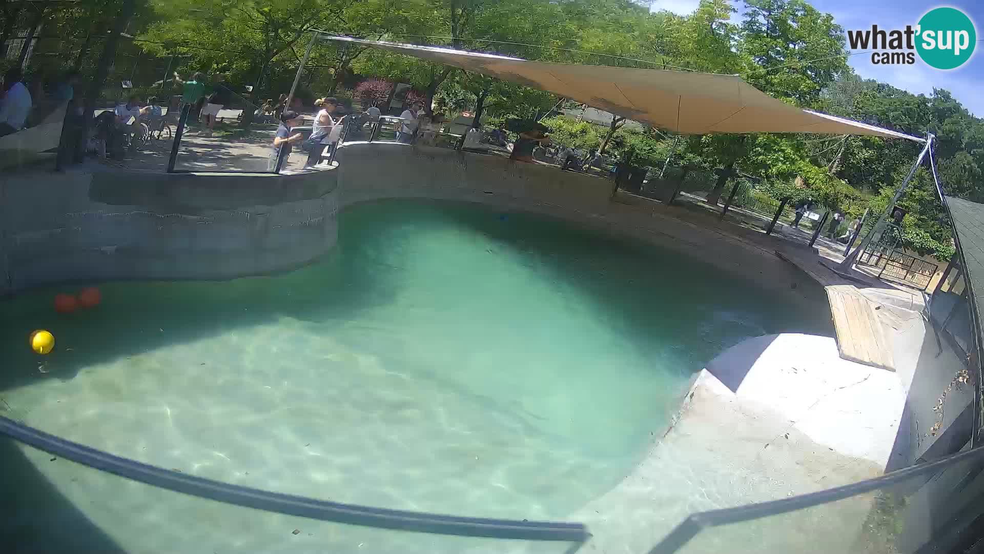 Zoo Zagreb – Otaria della California