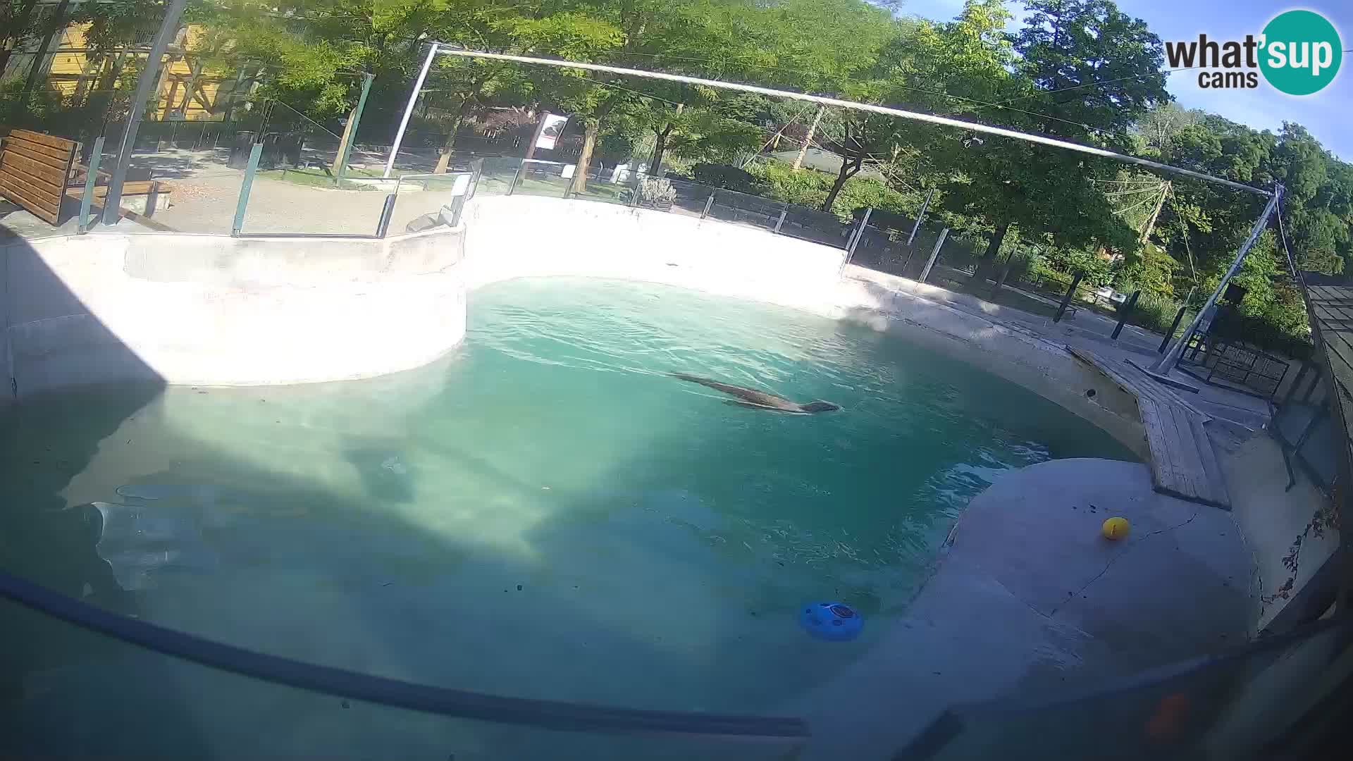 Zoo Zagreb – California Sea Lion