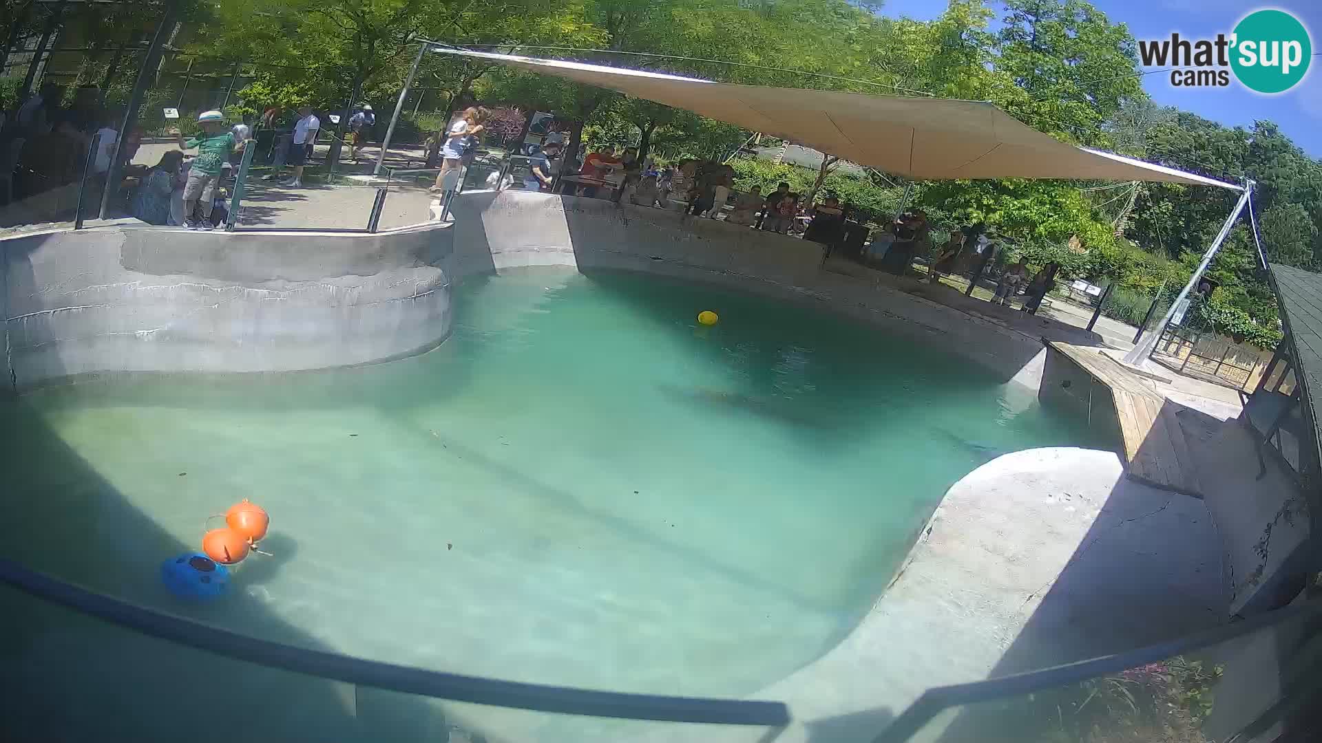 Zoo Zagreb – Kalifornijski morski lav