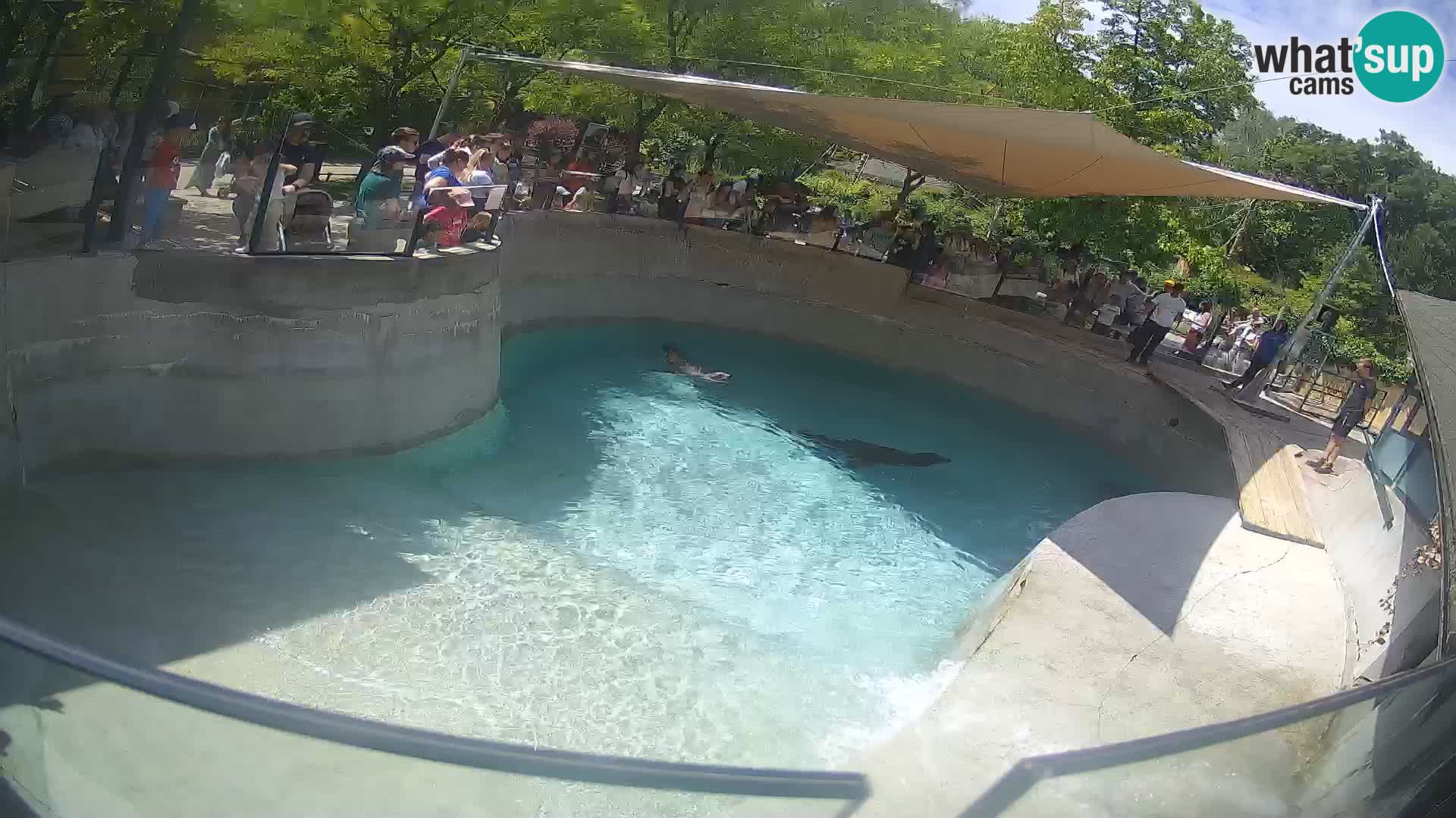Zoo Zagreb – California Sea Lion