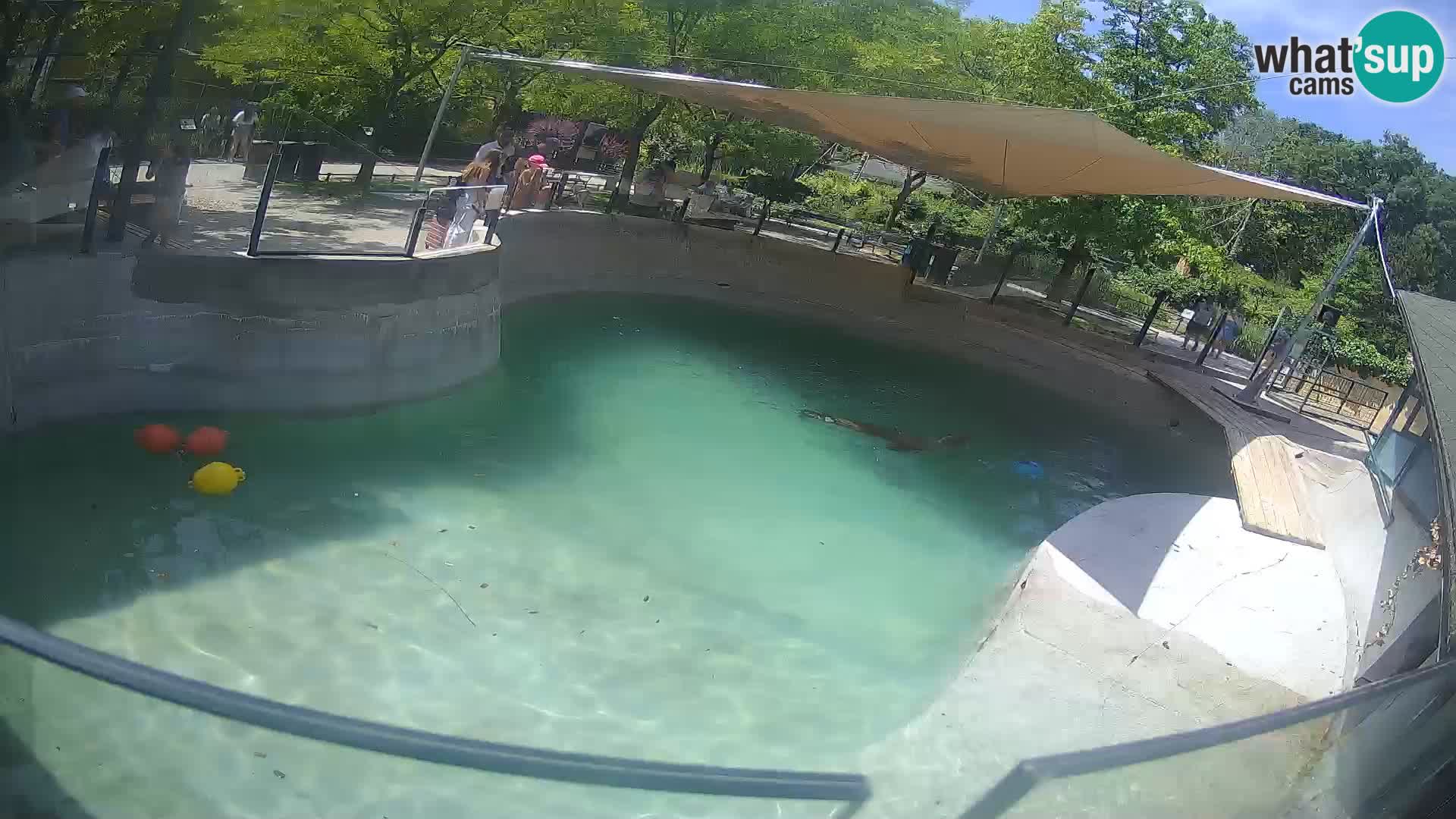 Zoo Zagreb – California Sea Lion