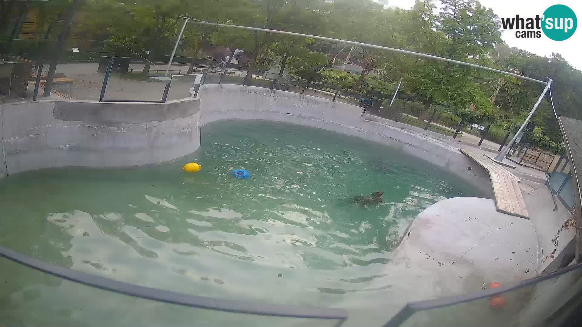 Zoo Zagreb – California Sea Lion