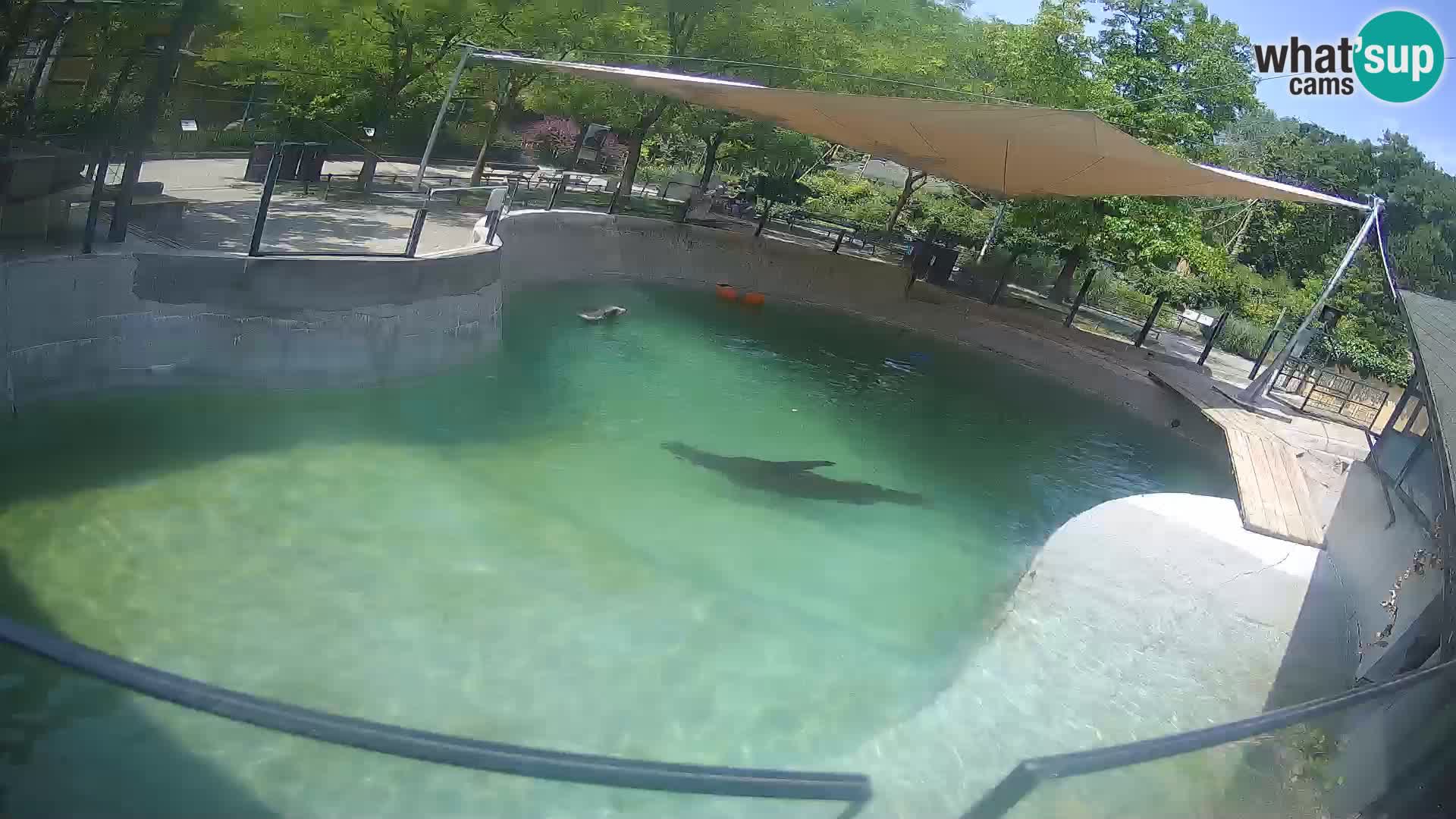 Zoo Zagreb –  León marino de California