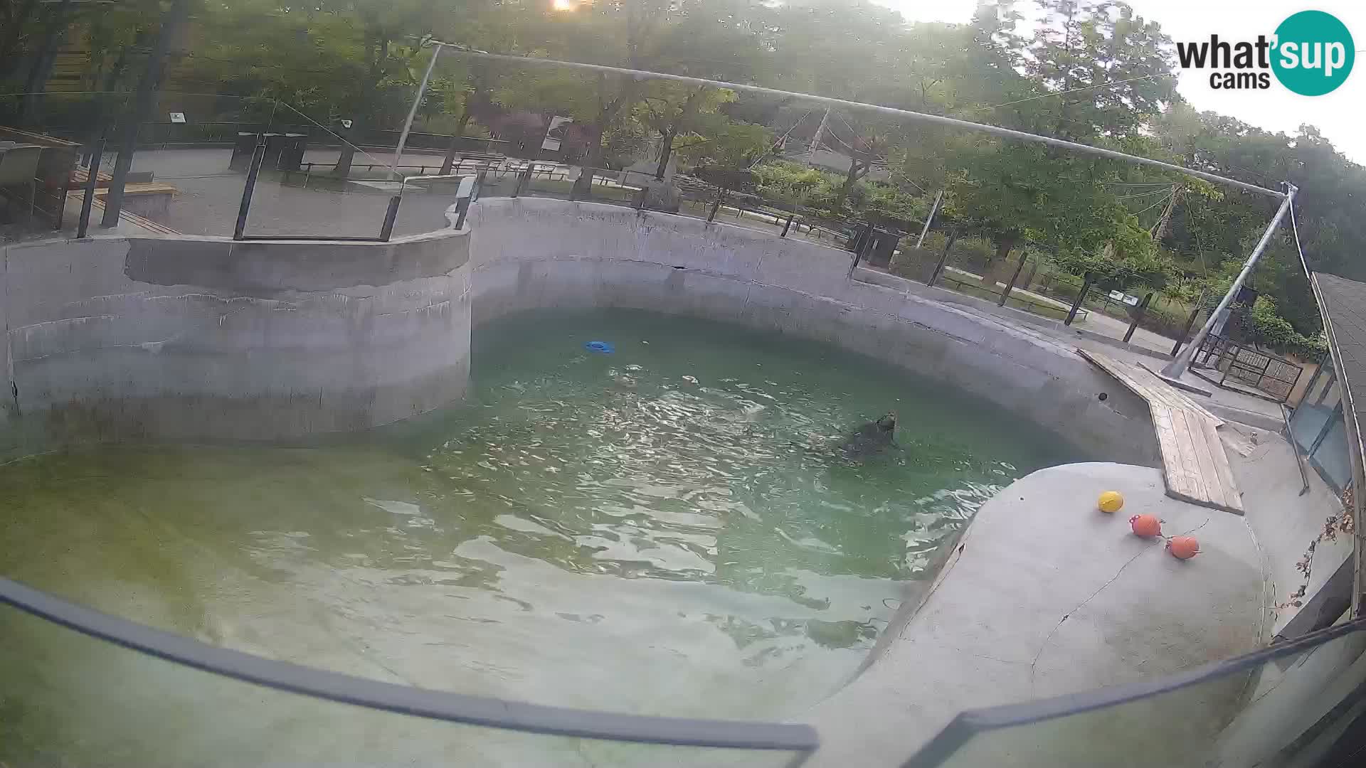 Zoo Zagreb – Kalifornijski morski lev