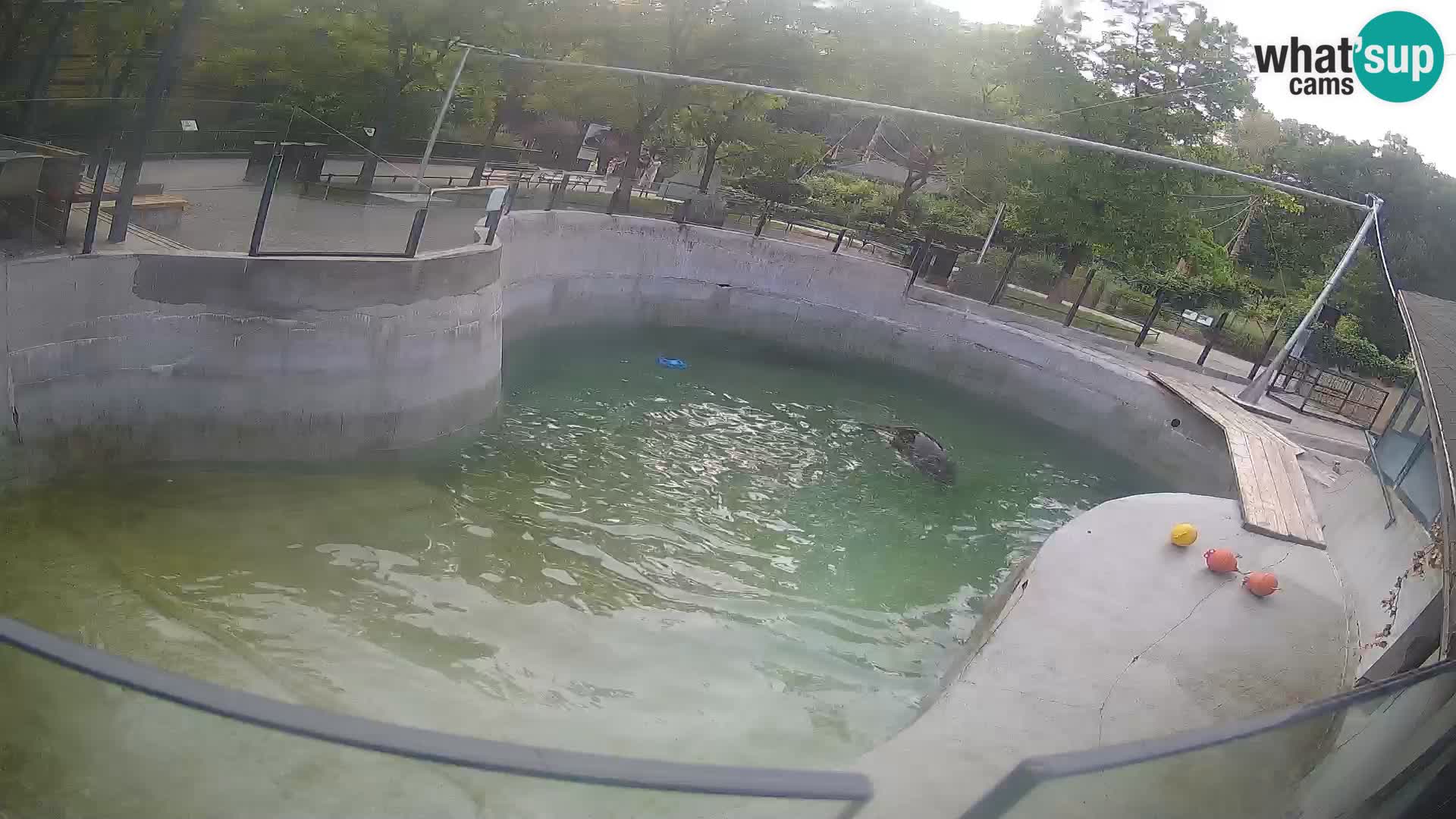 Zoo Zagreb – Kalifornischer Seelöwe