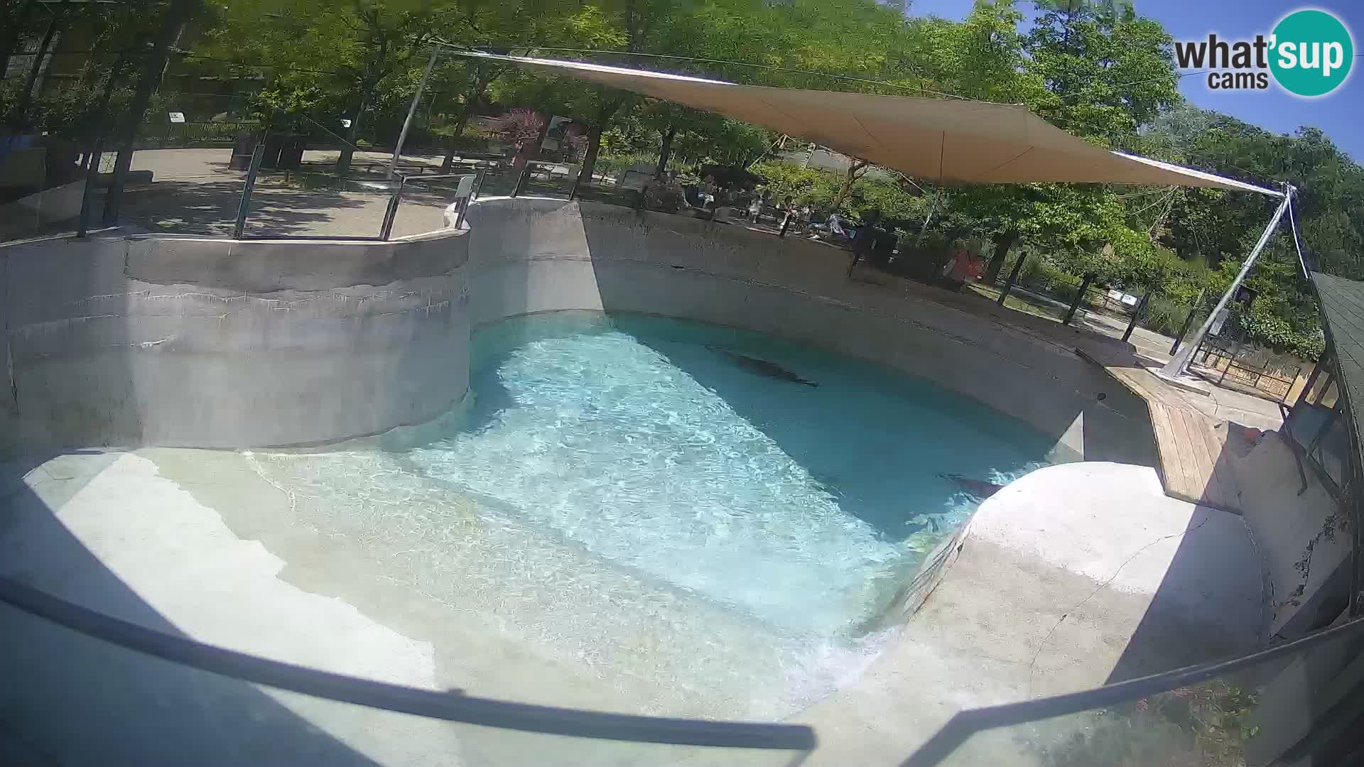 Zoo Zagreb – California Sea Lion
