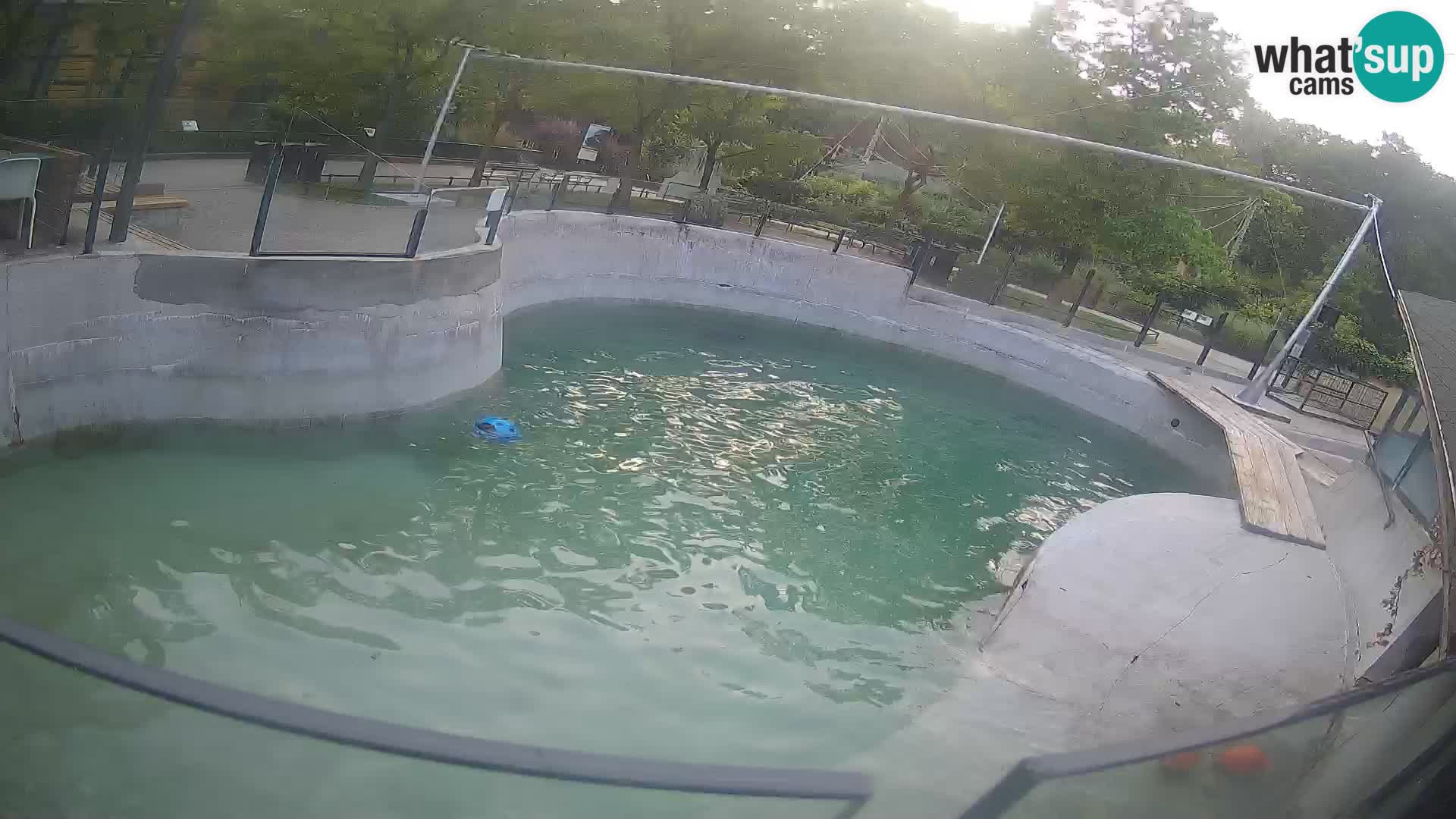 Zoo Zagreb – Kalifornischer Seelöwe