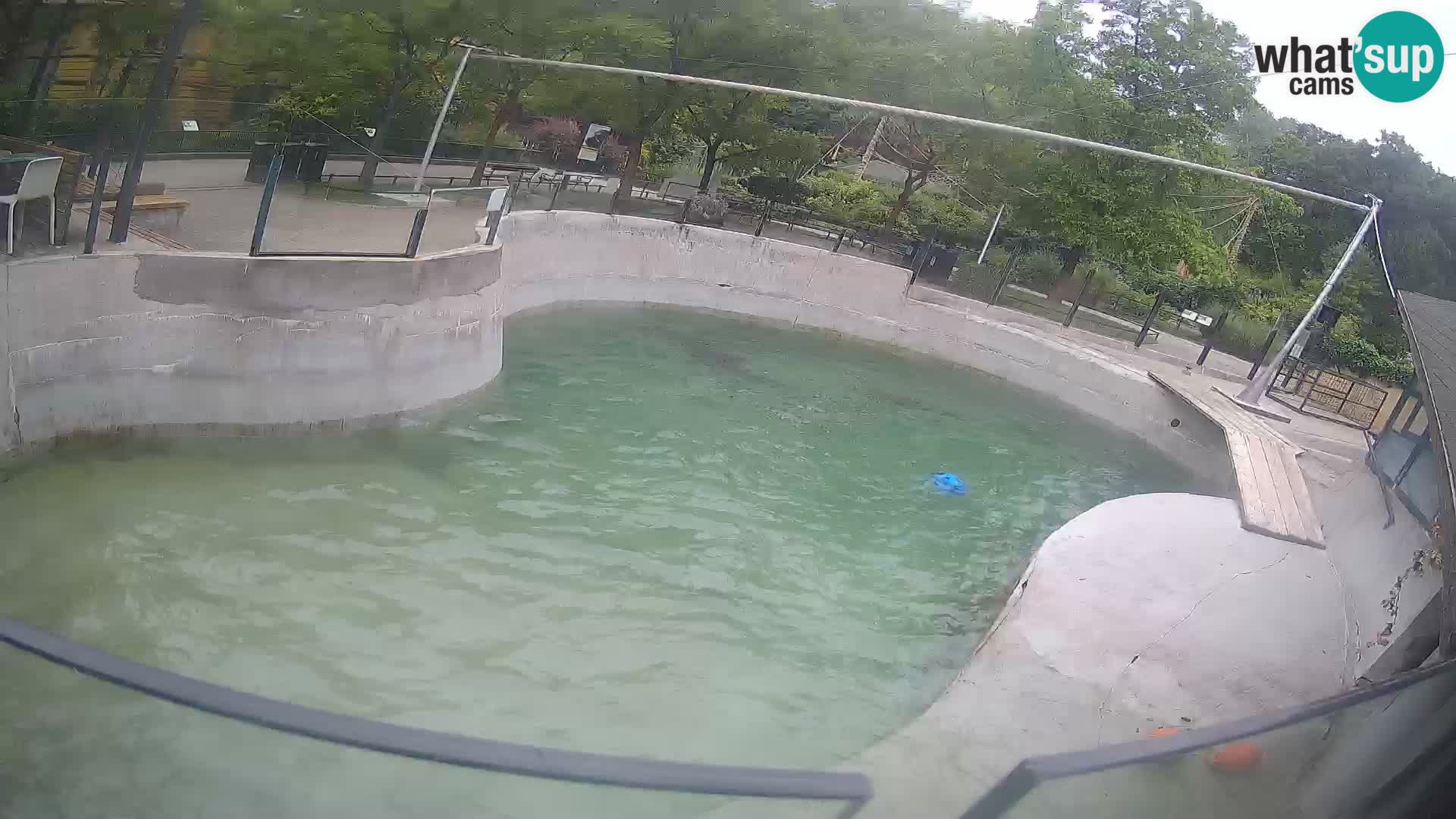 Zoo Zagreb – California Sea Lion