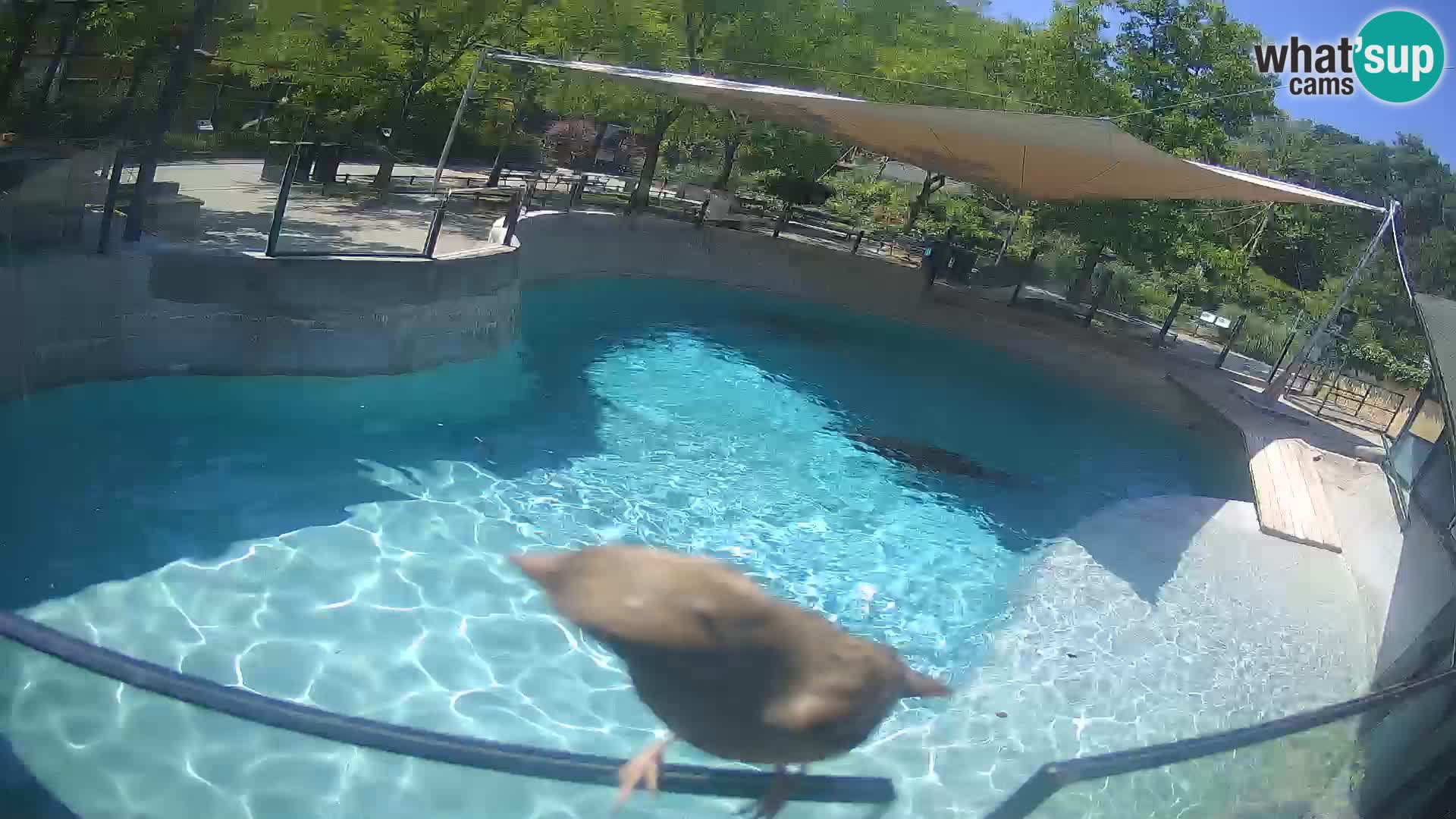 Zoo Zagreb – Kalifornischer Seelöwe