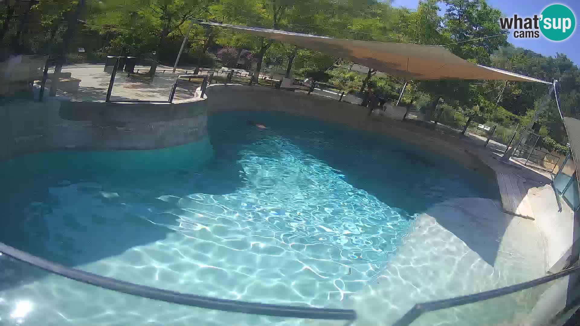Zoo Zagreb – California Sea Lion