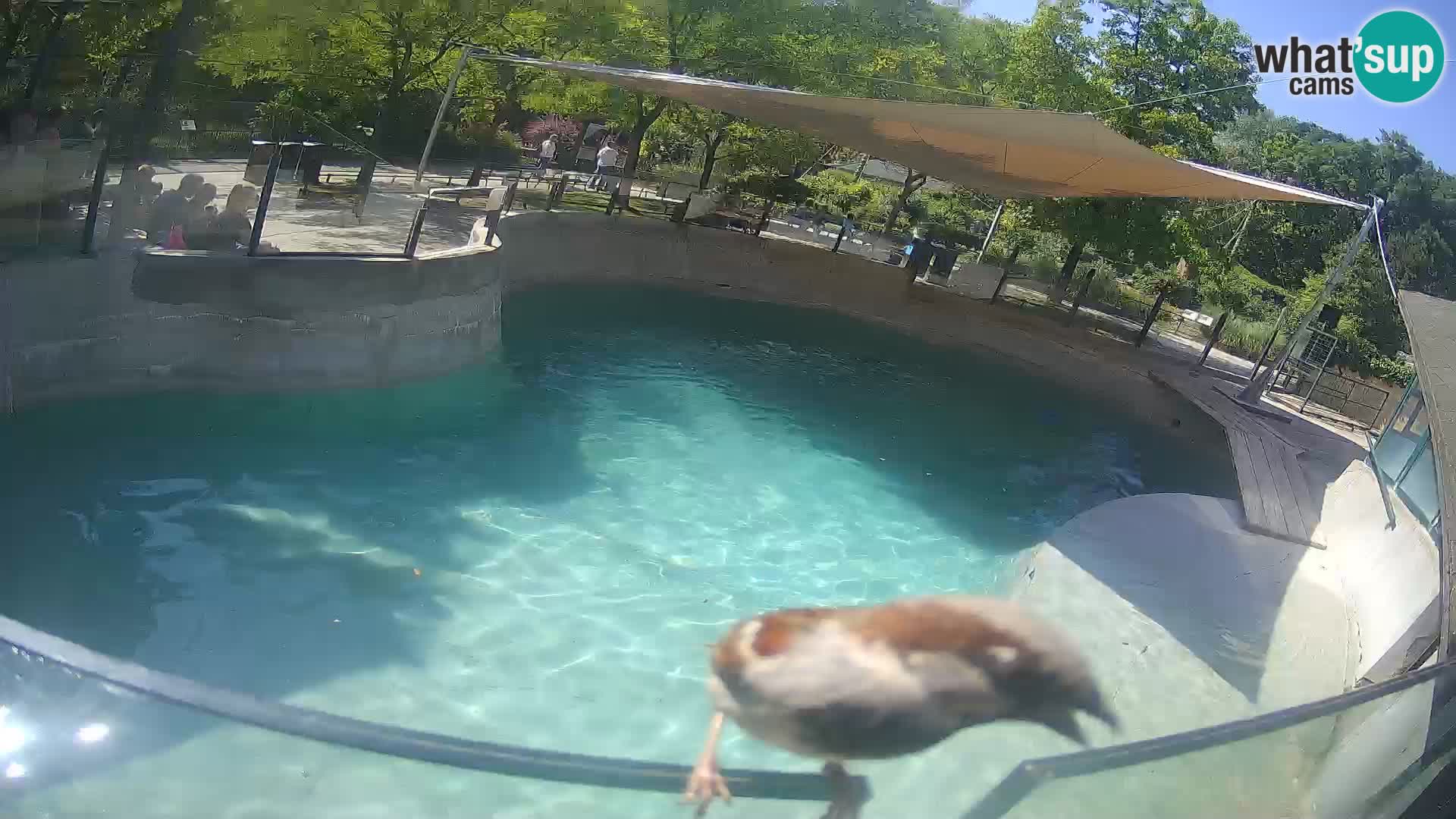 Zoo Zagreb – California Sea Lion