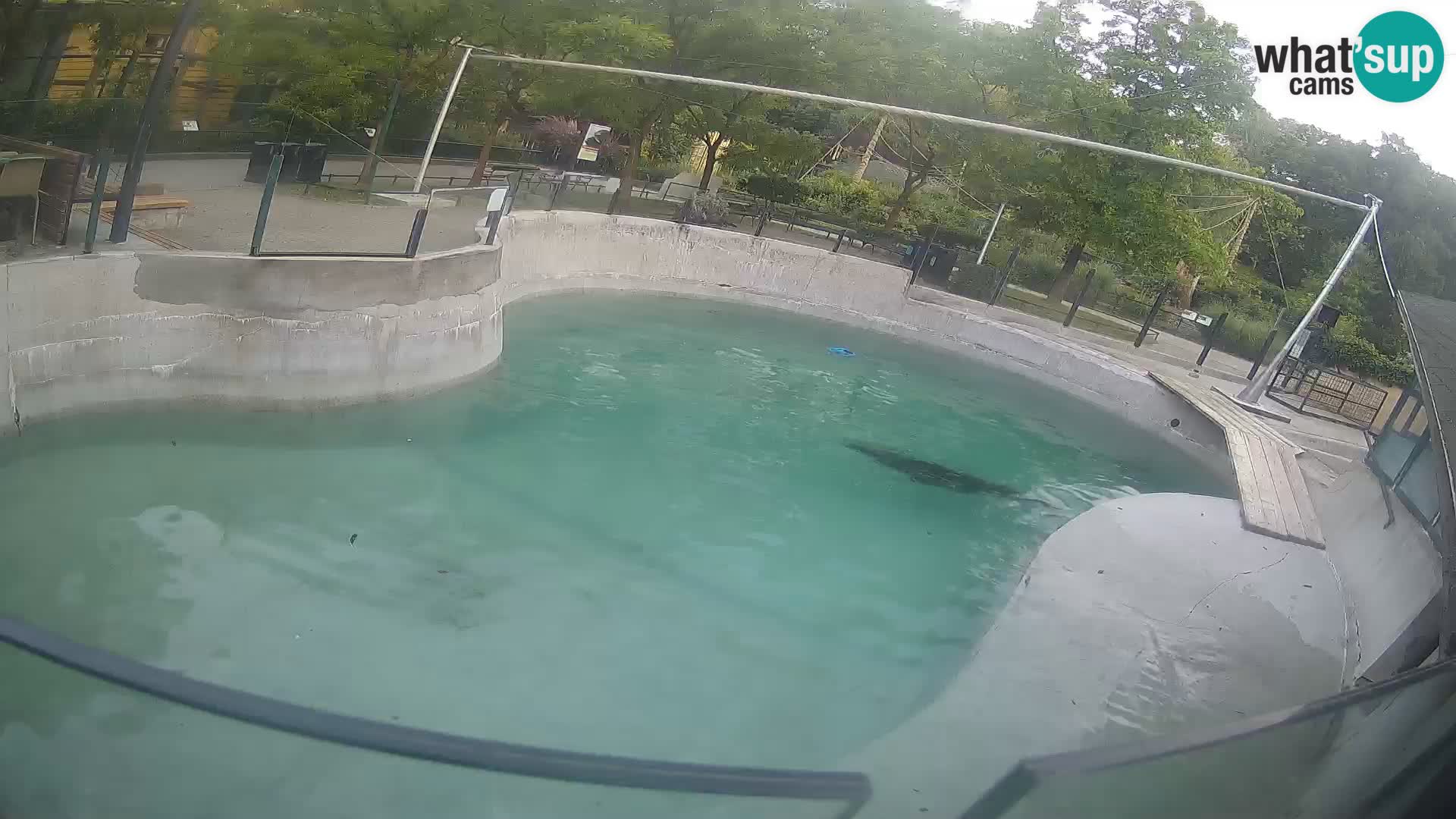 Zoo Zagreb – Kalifornijski morski lav