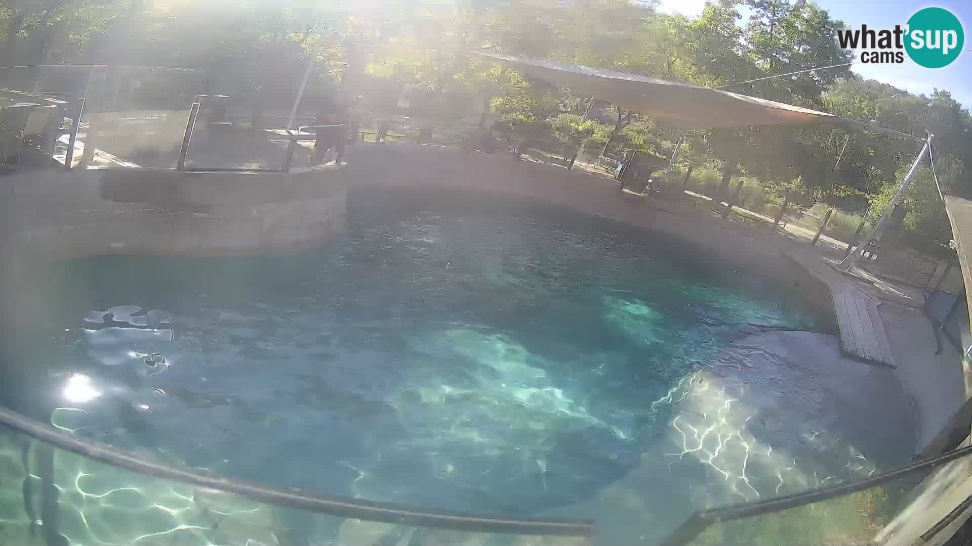 Zoo Zagreb – Kalifornischer Seelöwe