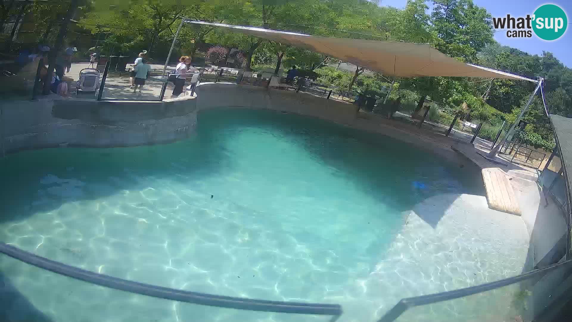 Zoo Zagreb – California Sea Lion