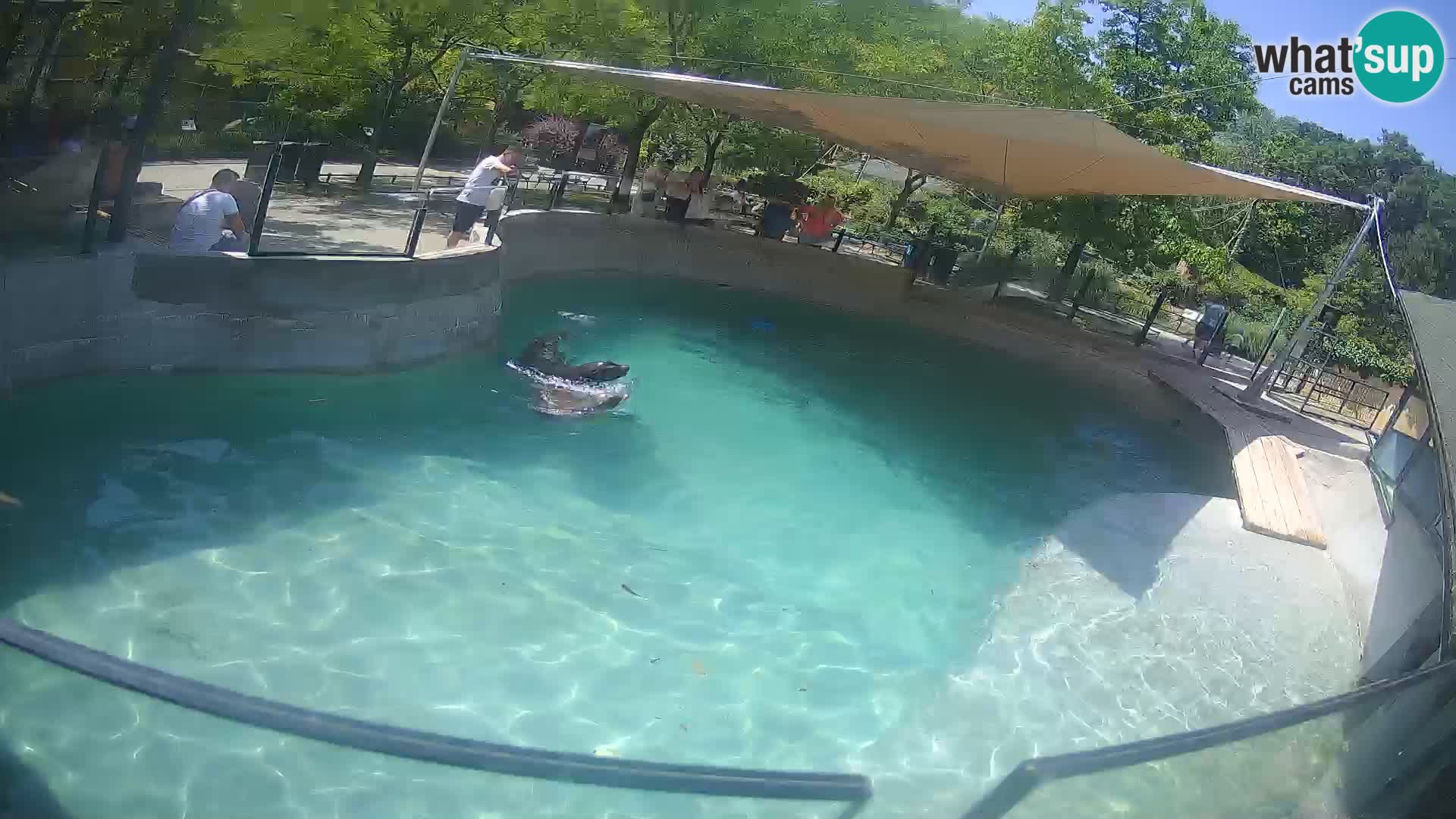 Zoo Zagreb – California Sea Lion