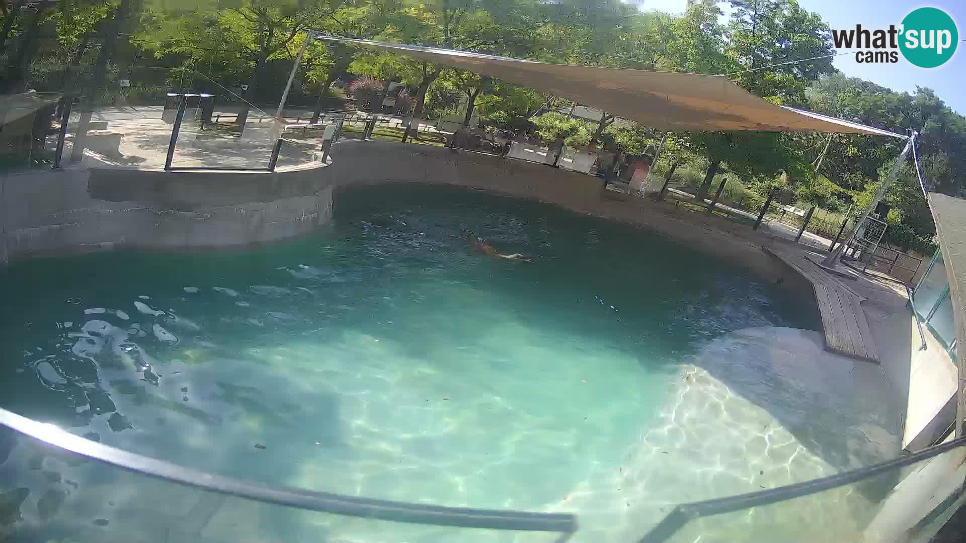Zoo Zagreb – California Sea Lion