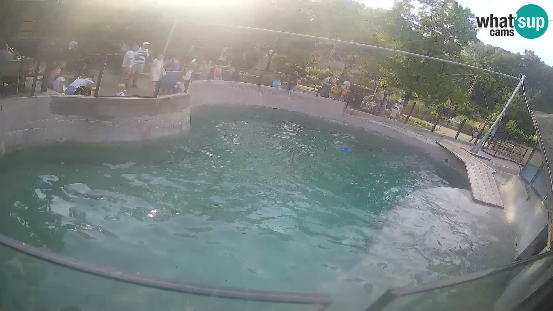 Zoo Zagreb – California Sea Lion