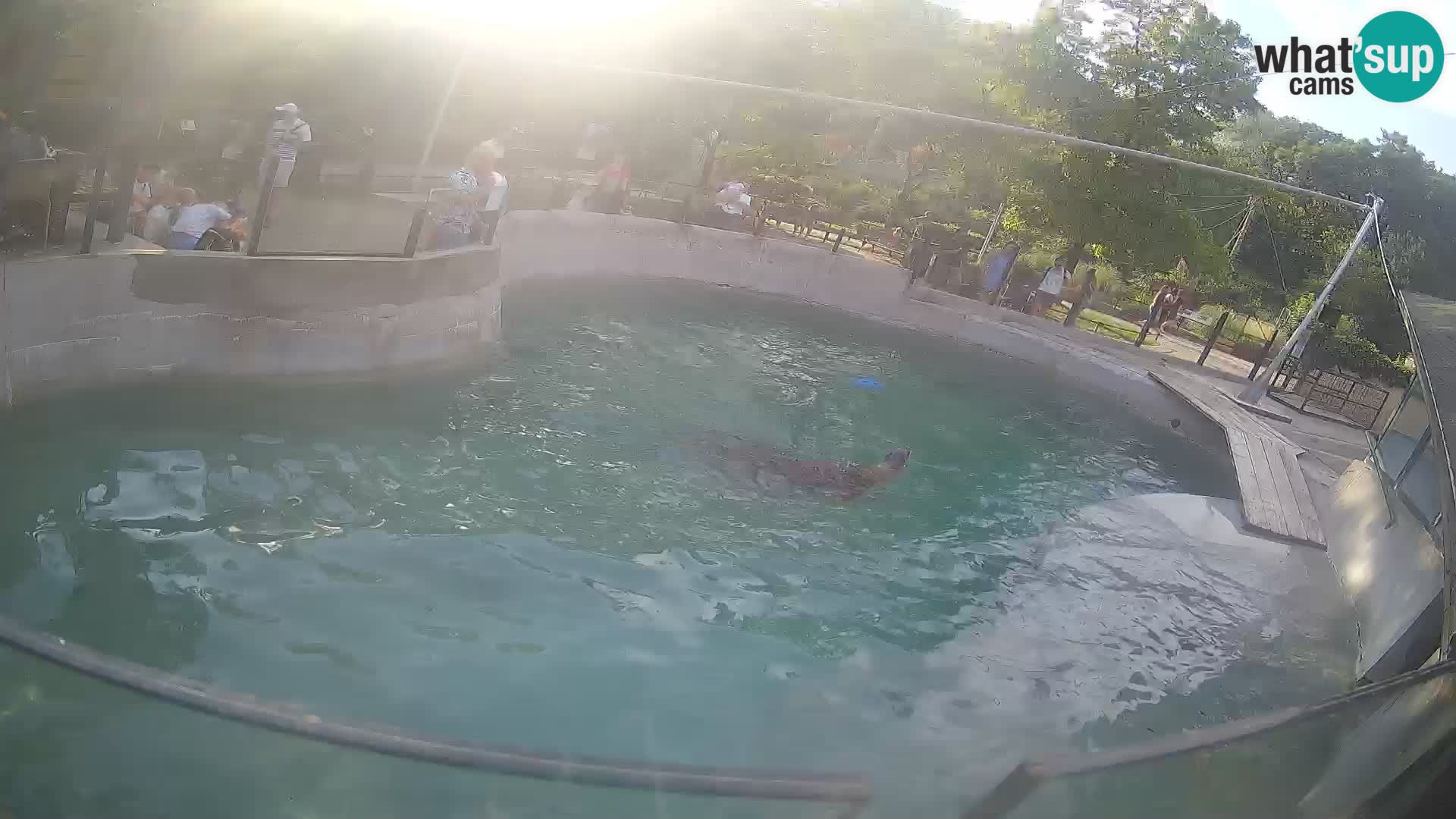 Zoo Zagreb – California Sea Lion