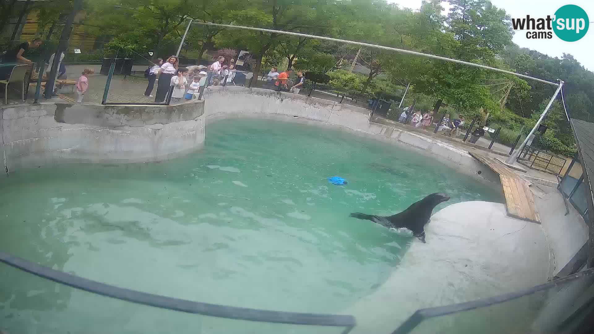 Zoo Zagreb – California Sea Lion