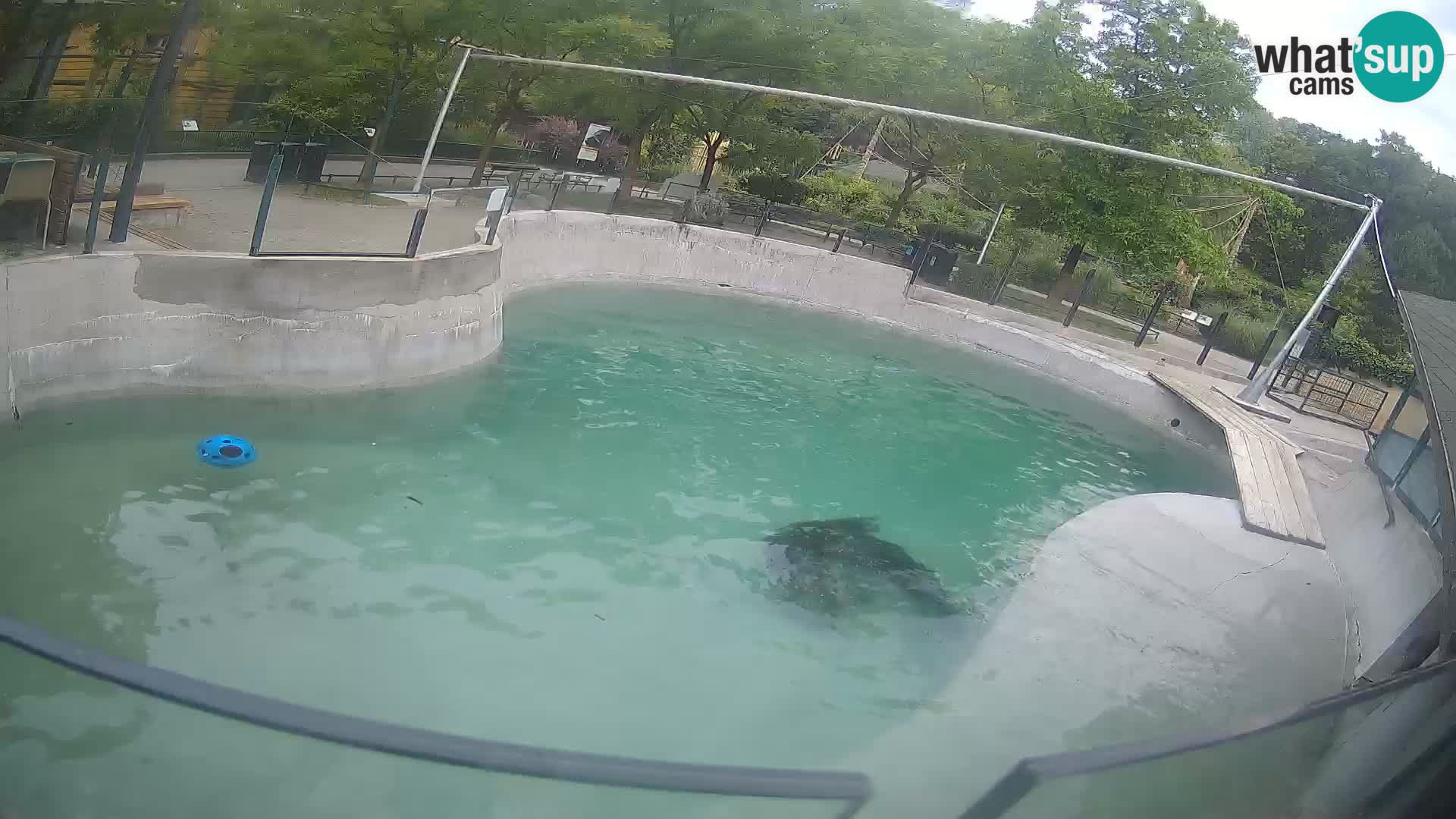 Zoo Zagreb – Kalifornijski morski lev
