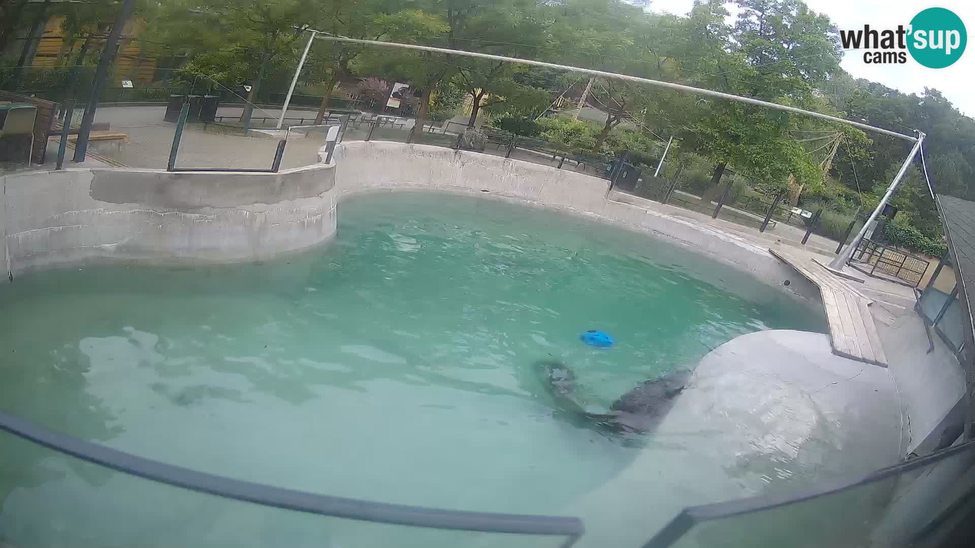 Zoo Zagreb – California Sea Lion