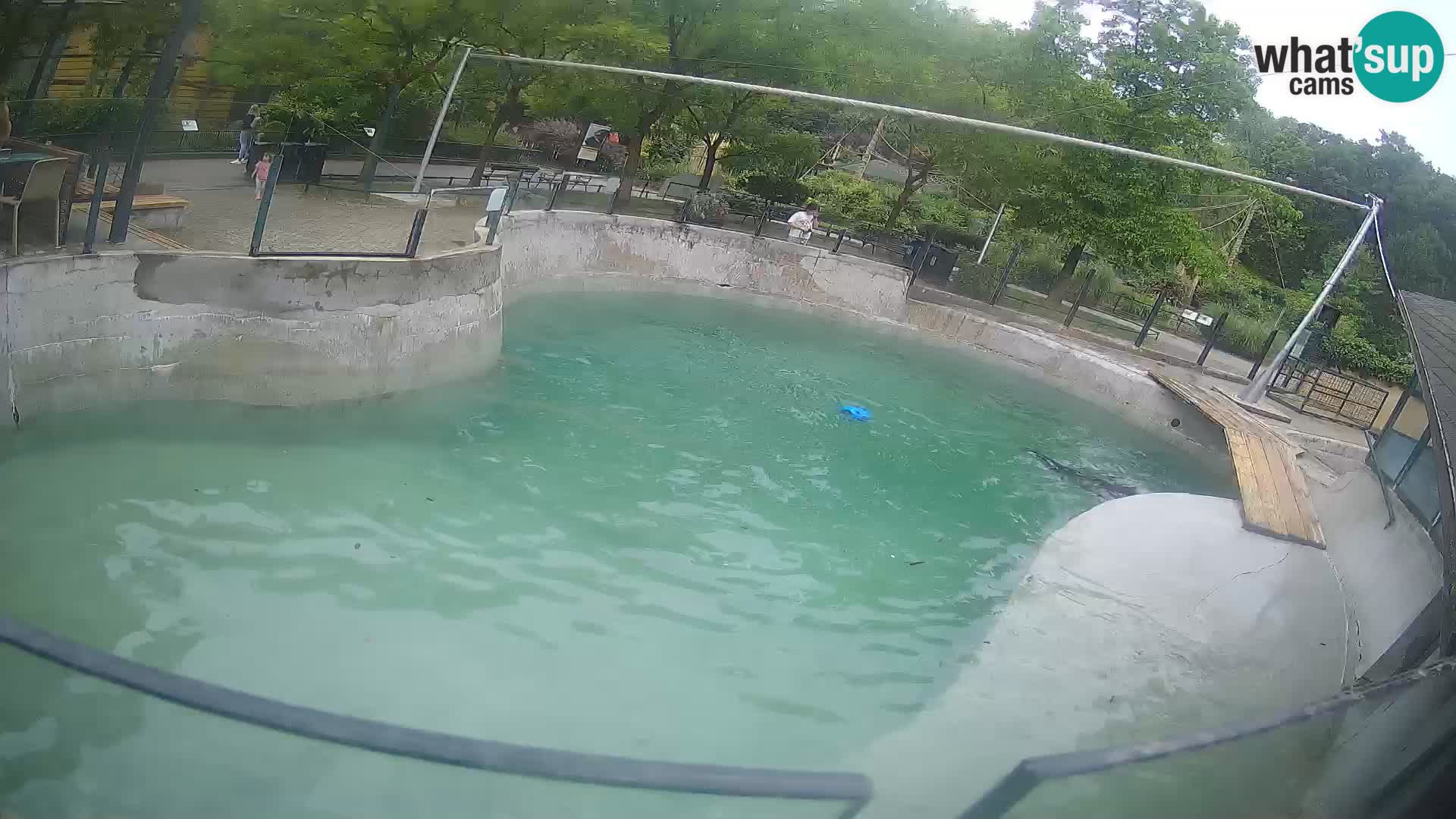Zoo Zagreb –  León marino de California
