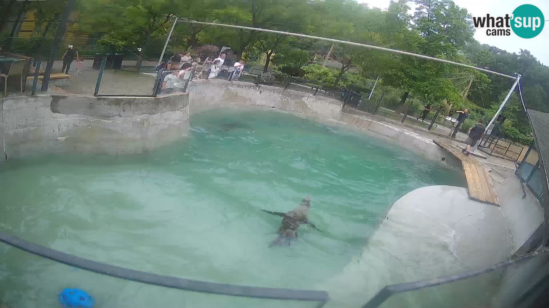 Zoo Zagreb – Kalifornischer Seelöwe