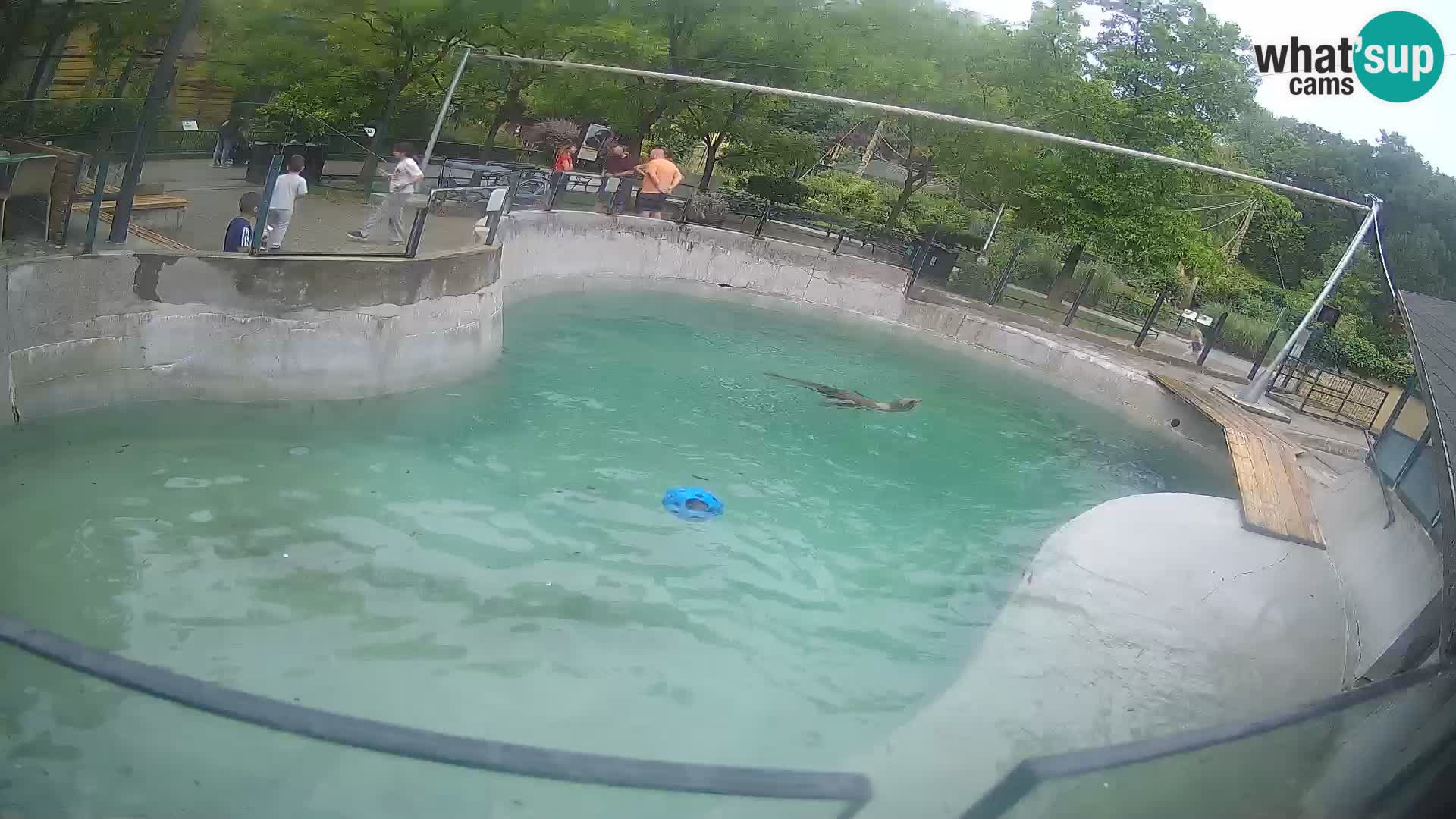 Zoo Zagreb – Otaria della California