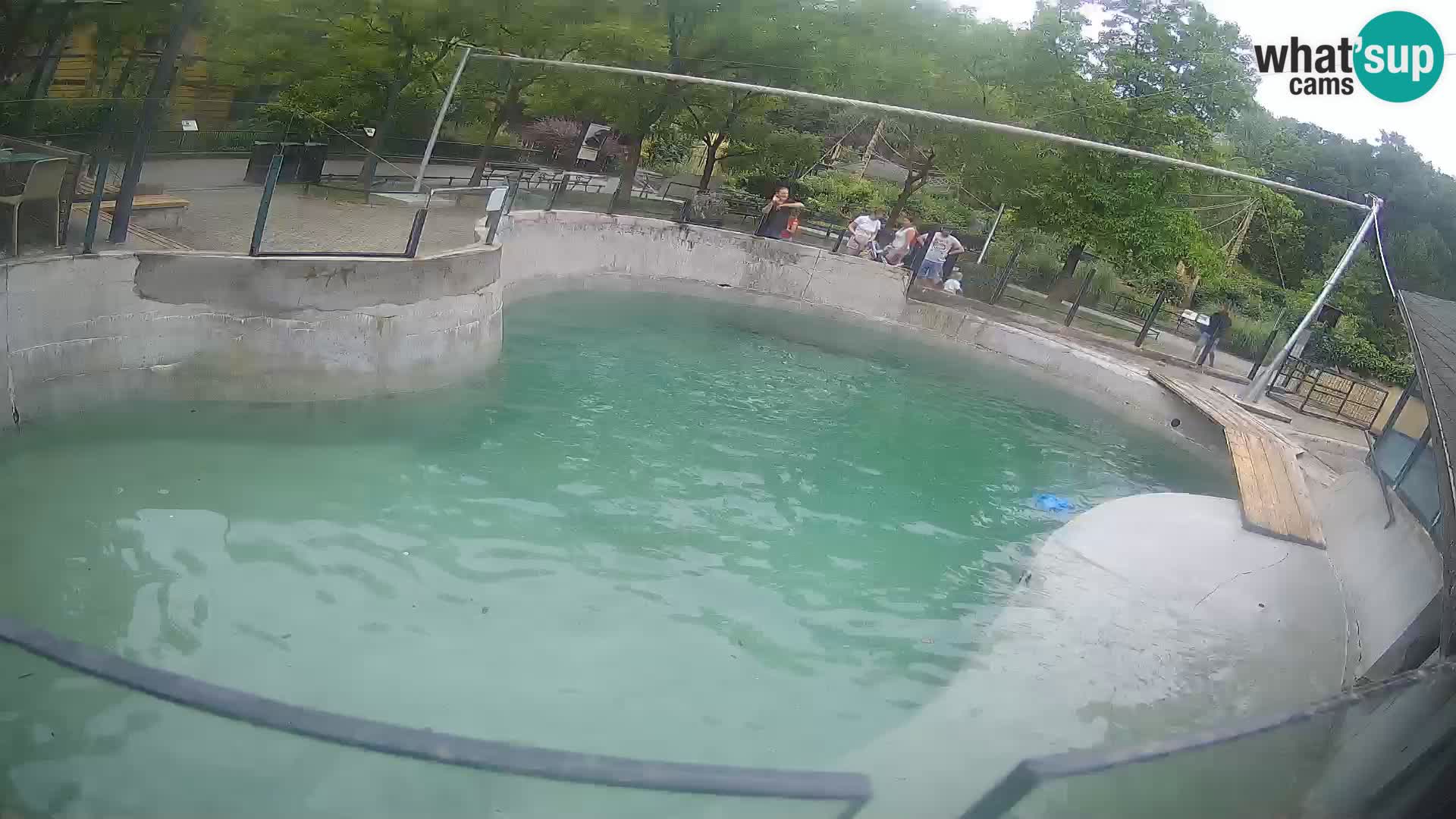 Zoo Zagreb – California Sea Lion
