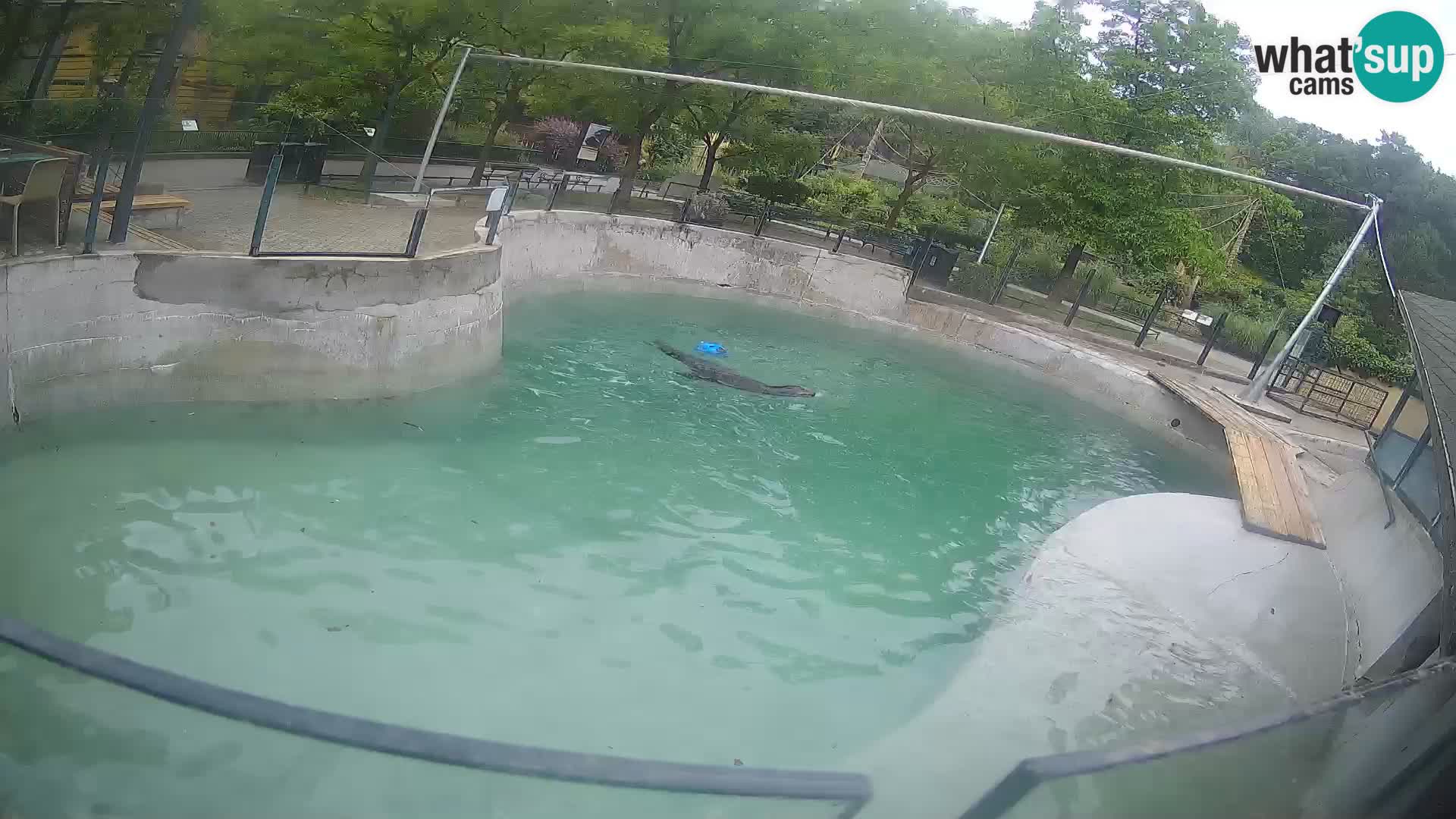 Zoo Zagreb – Otarie de Californie