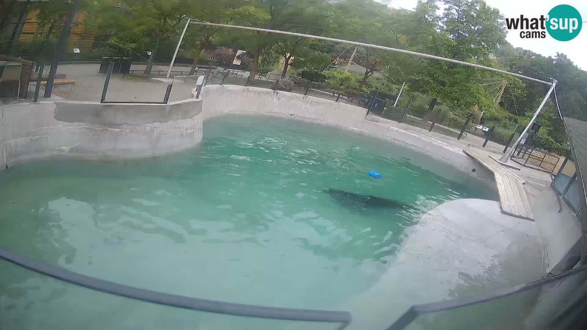 Zoo Zagreb – California Sea Lion